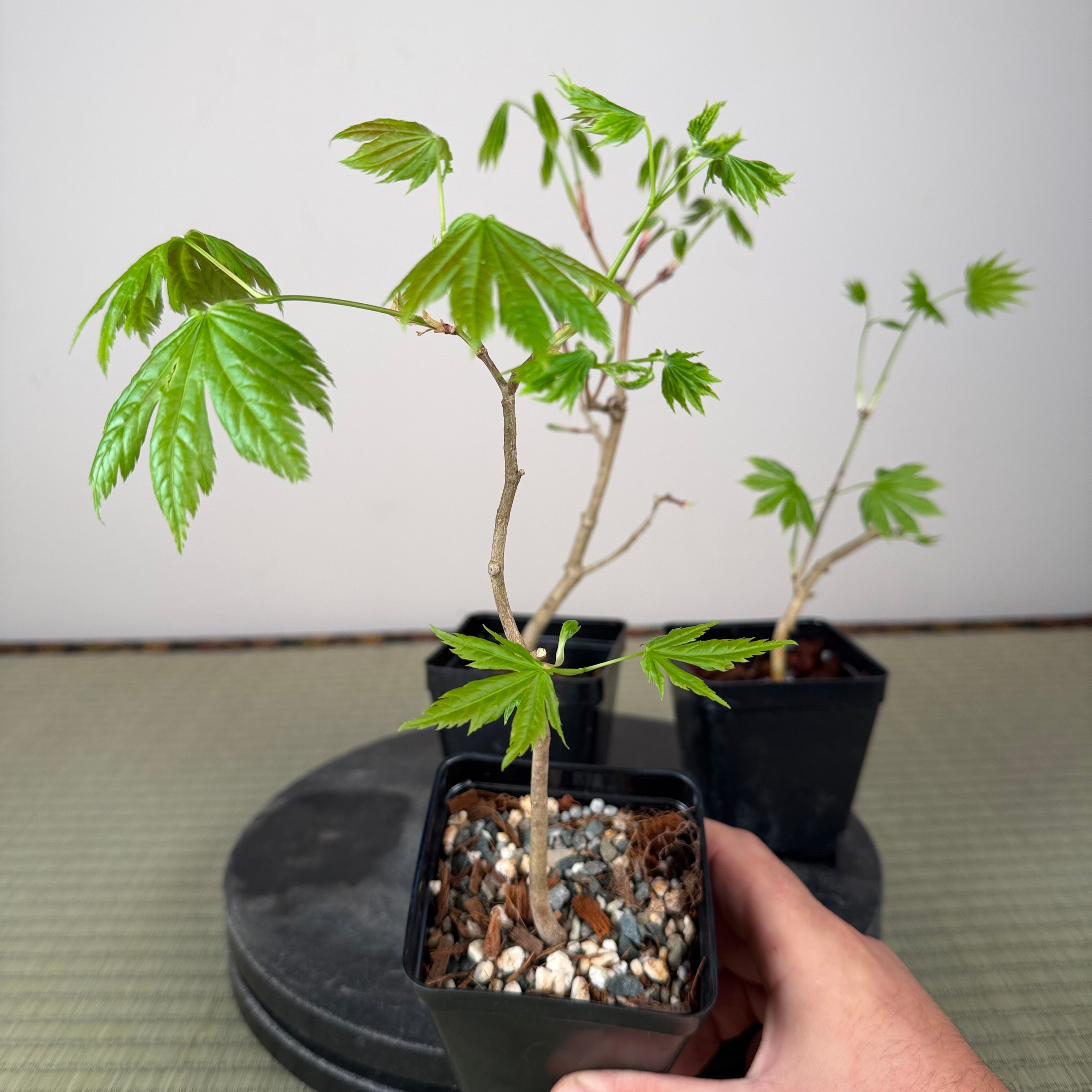 Acer tenuifolium 'Kohauchiwa' (3 unités)