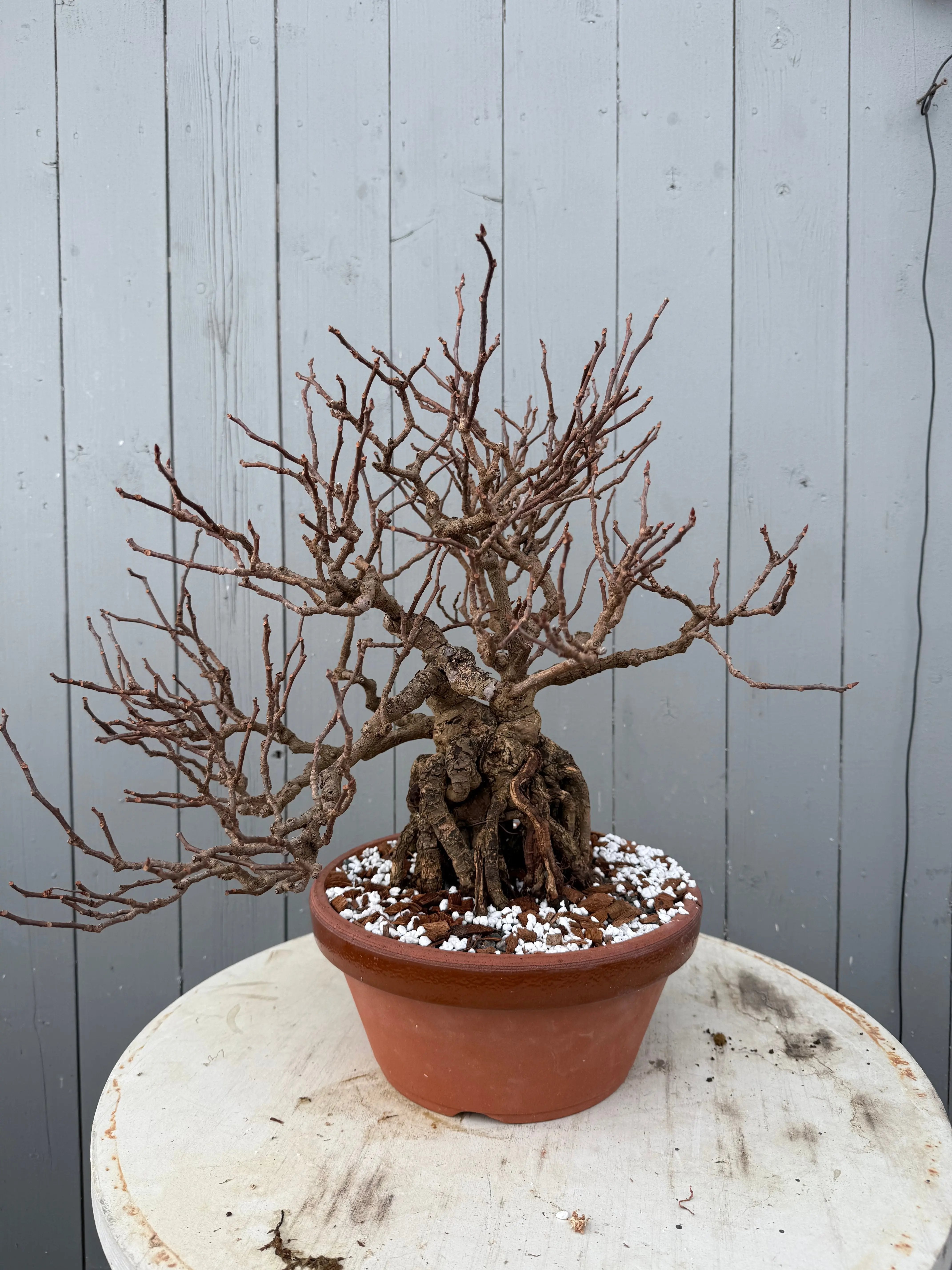 Kadsura japonica Canada Bonsai