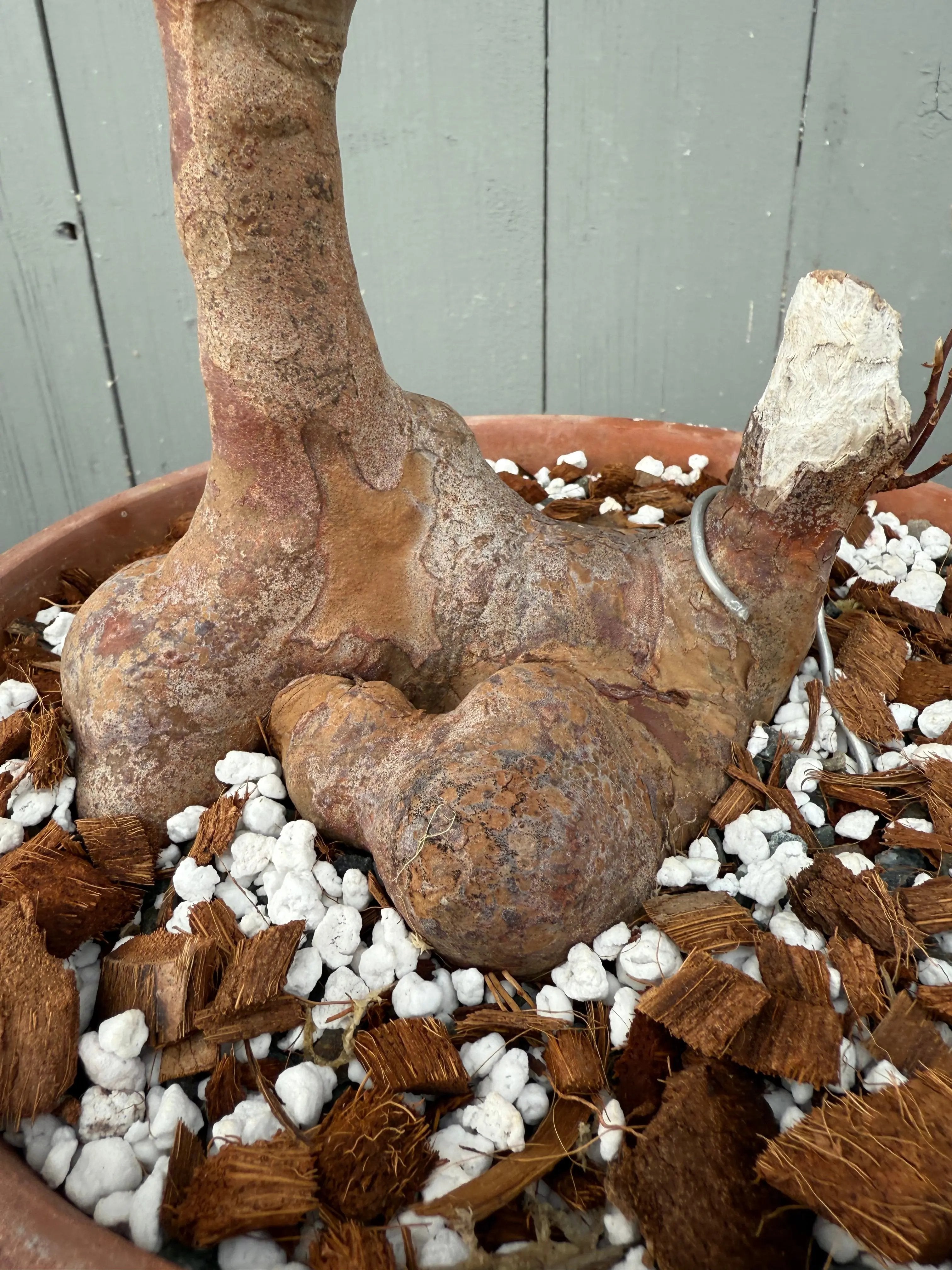 Stewartia monadelpha Canada Bonsai