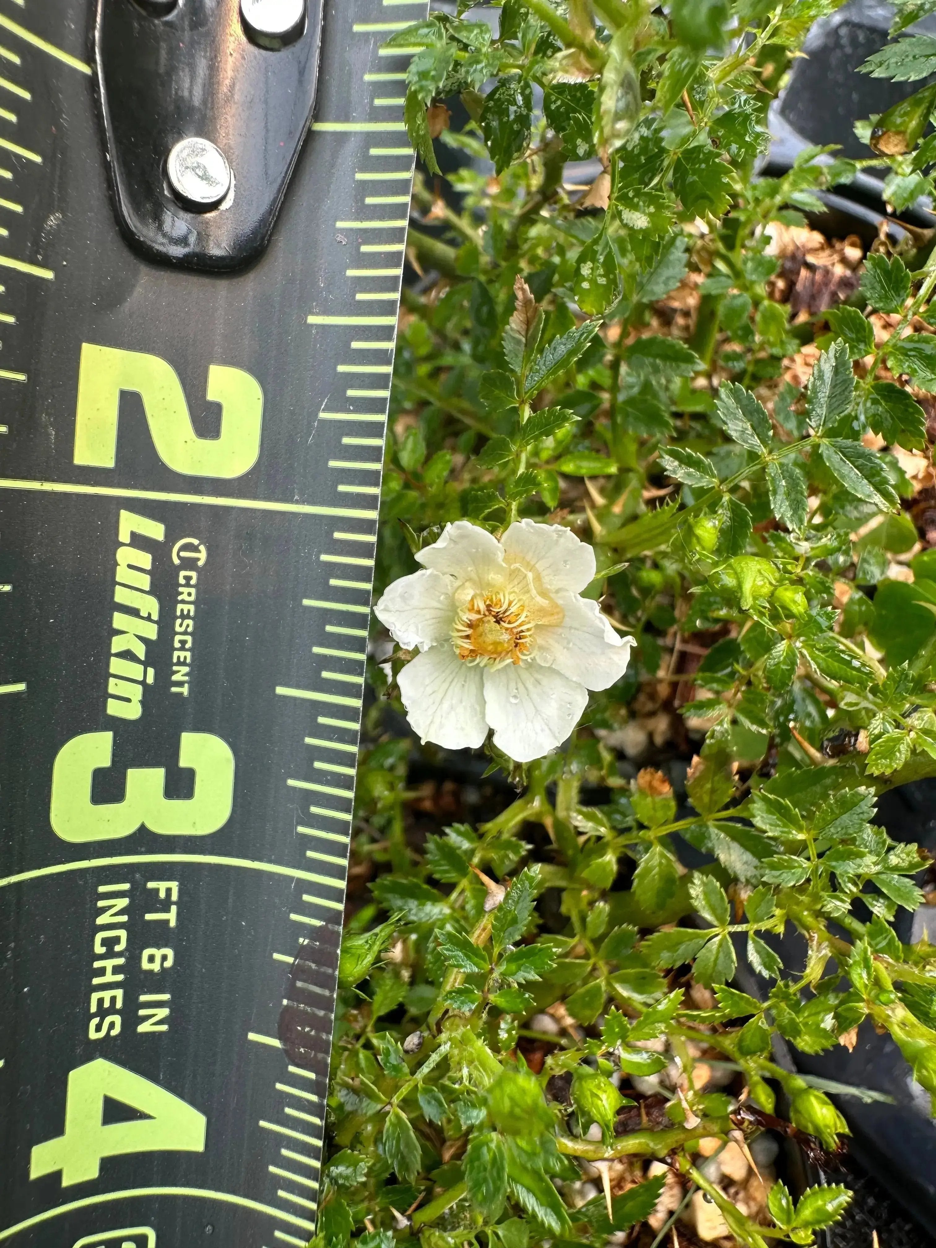 ROSE (white & pink) Canada Bonsai