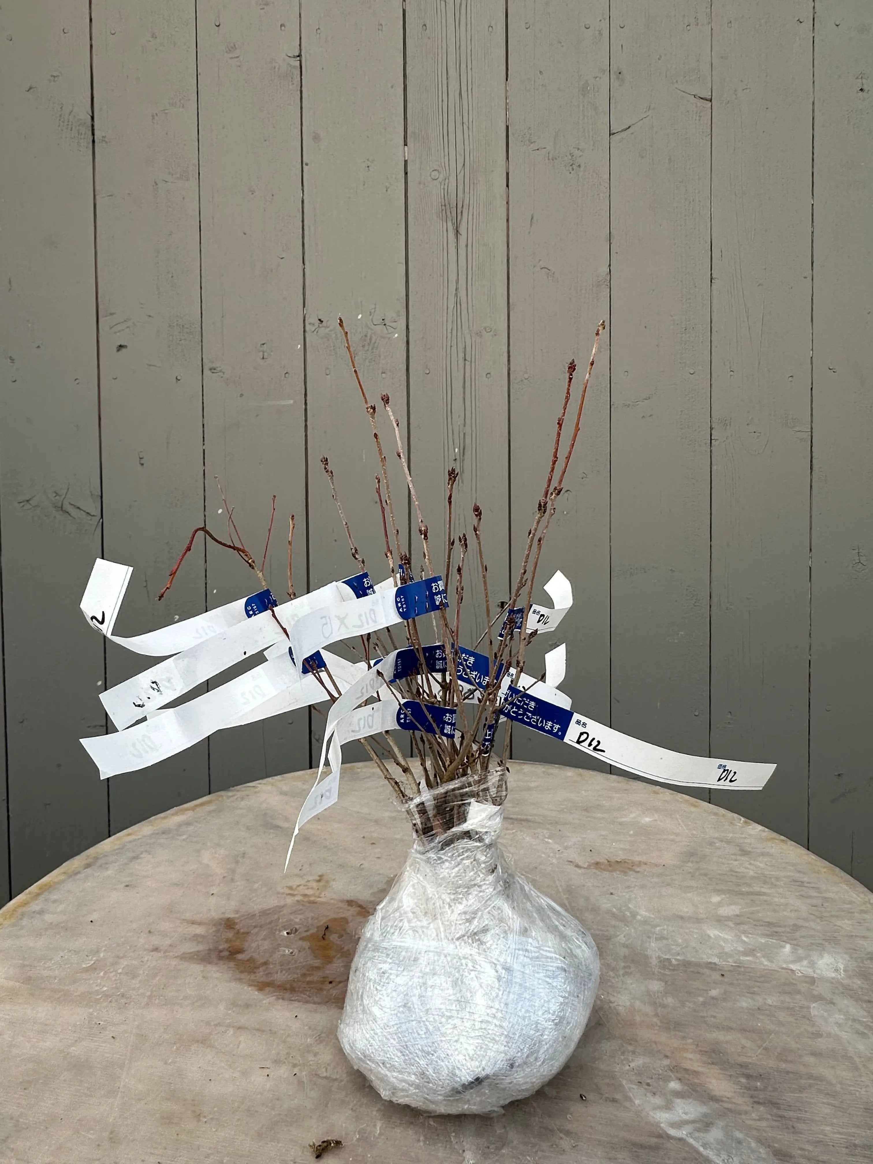 Quercus serrata Canada Bonsai