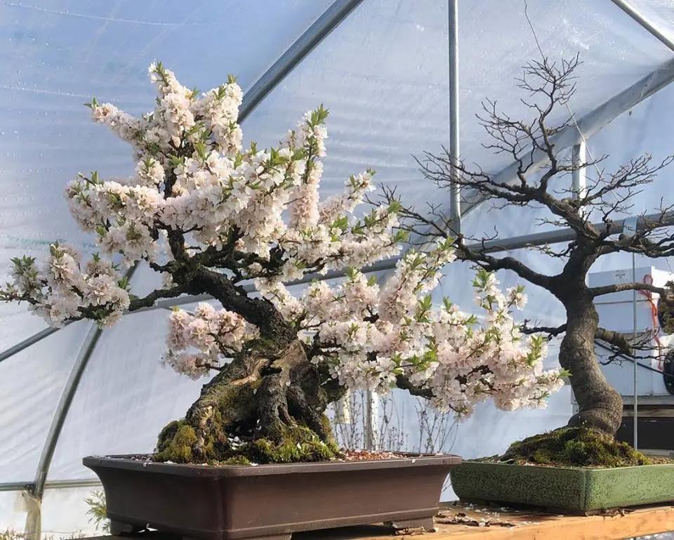Prunus tomentosa (cutting-grown) Canada Bonsai