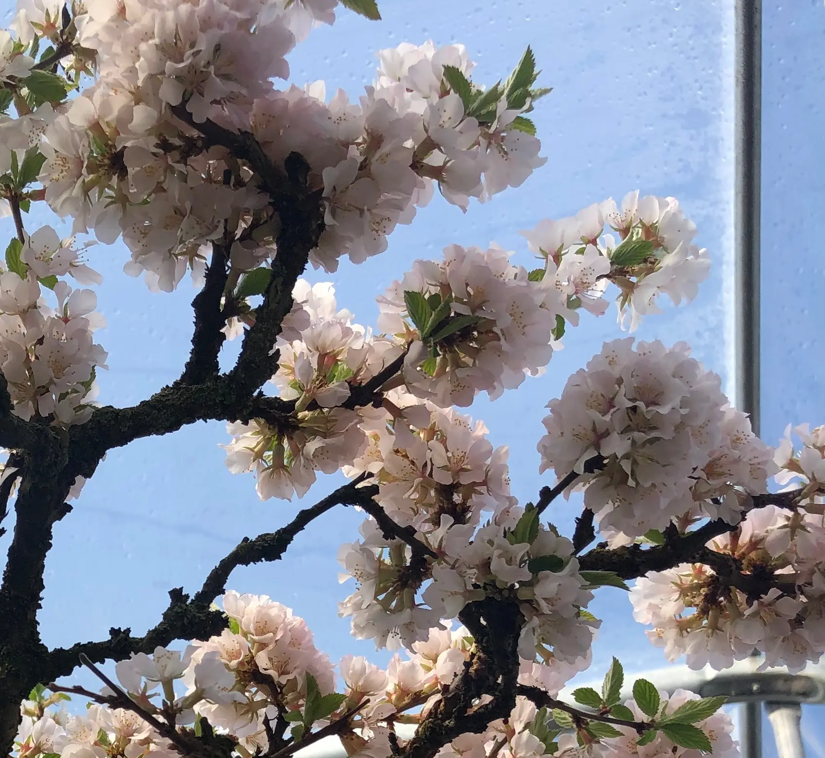 Prunus tomentosa (seed-grown) Canada Bonsai