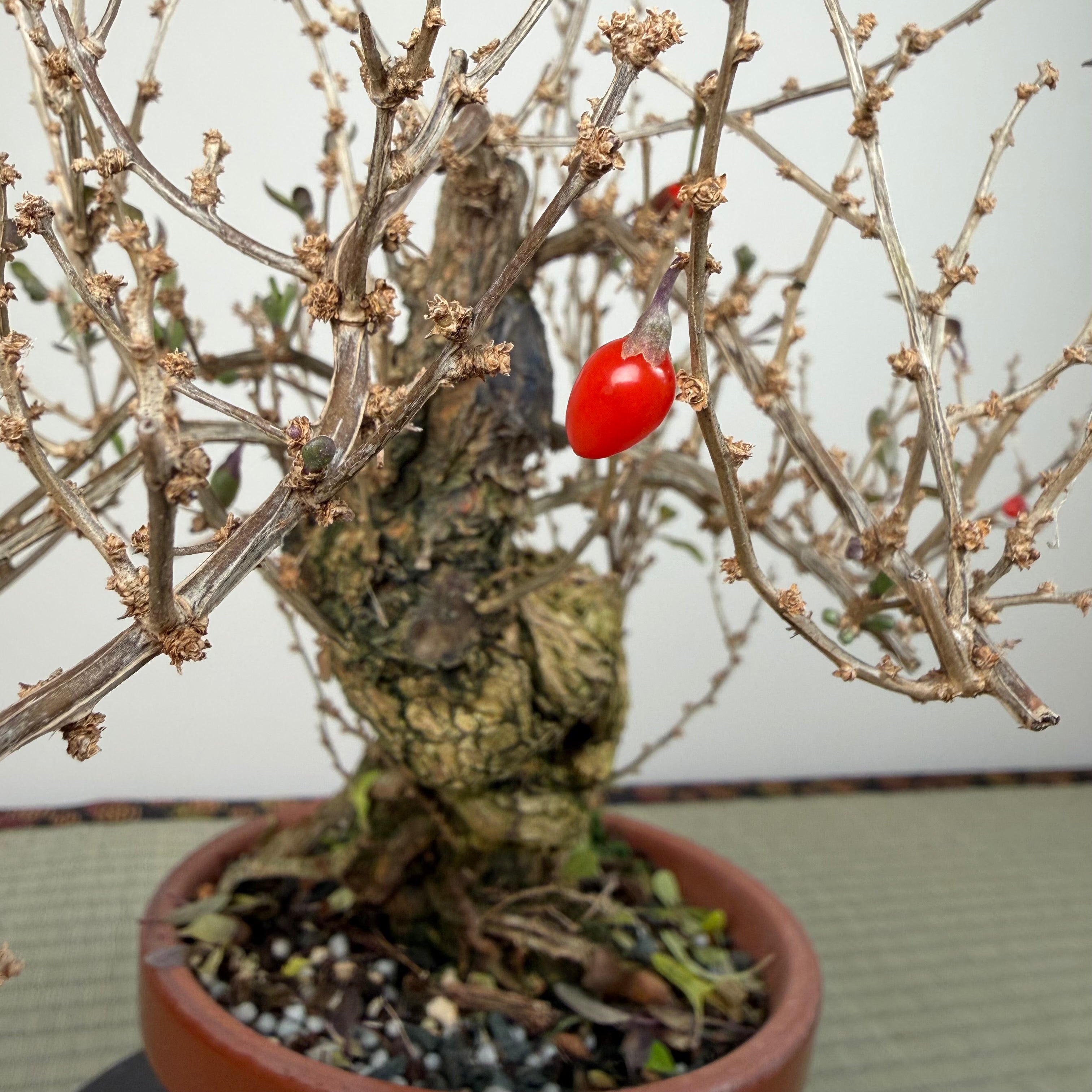 Goji Berry (Wolfberry)