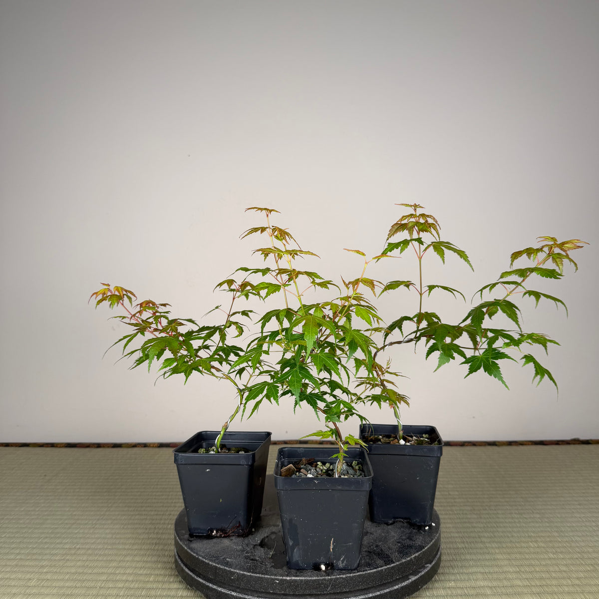 Acer palmatum 'Katsura' (taille réduite)
