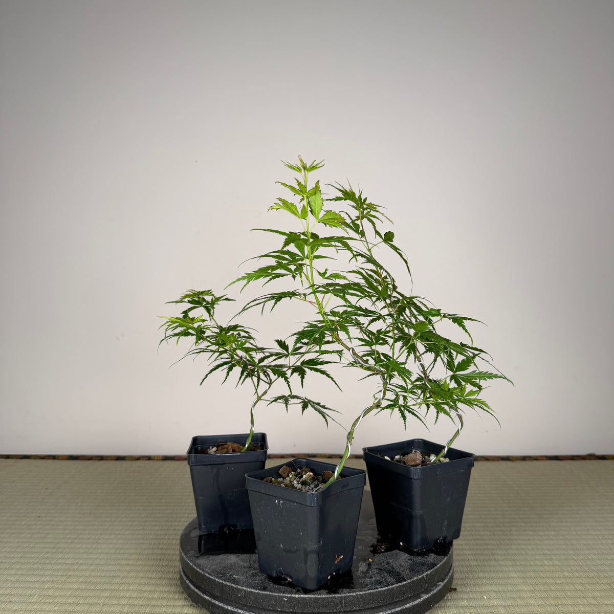 Acer palmatum 'Katsura' (taille réduite)