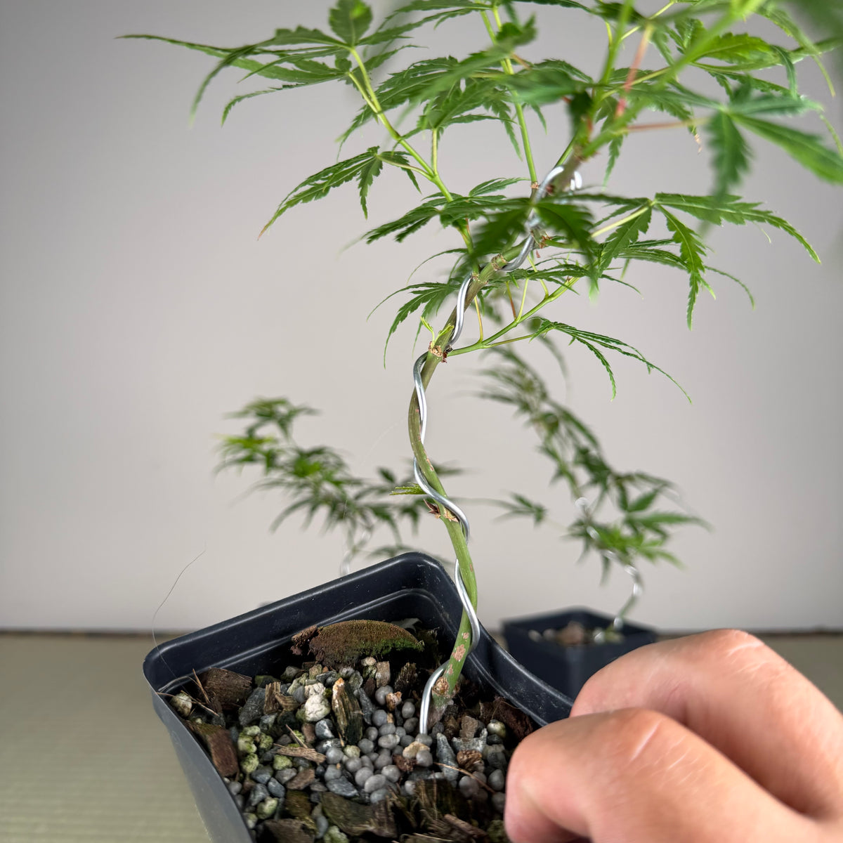 Acer palmatum 'Katsura' (taille réduite)