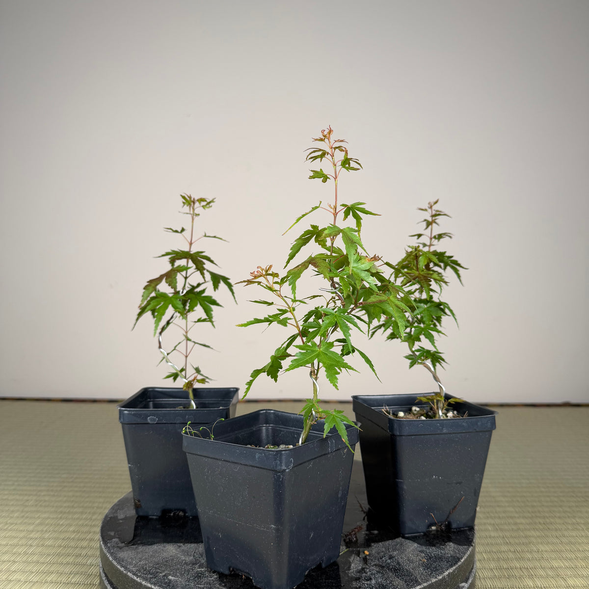 Acer palmatum 'Katsura' (taille réduite)