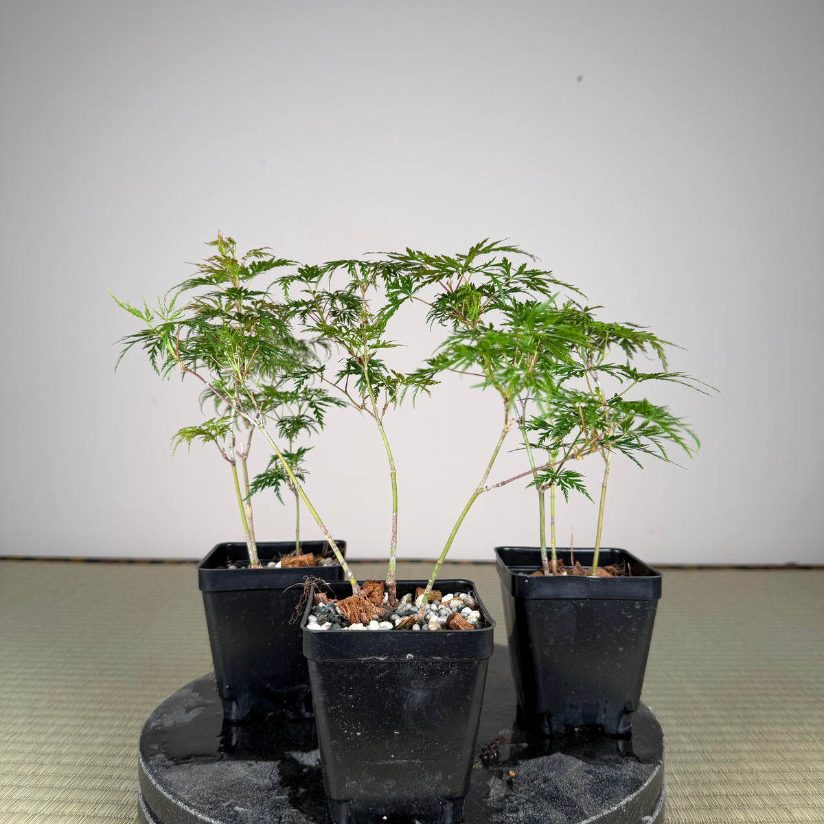 Acer palmatum 'Katsura' (taille réduite)