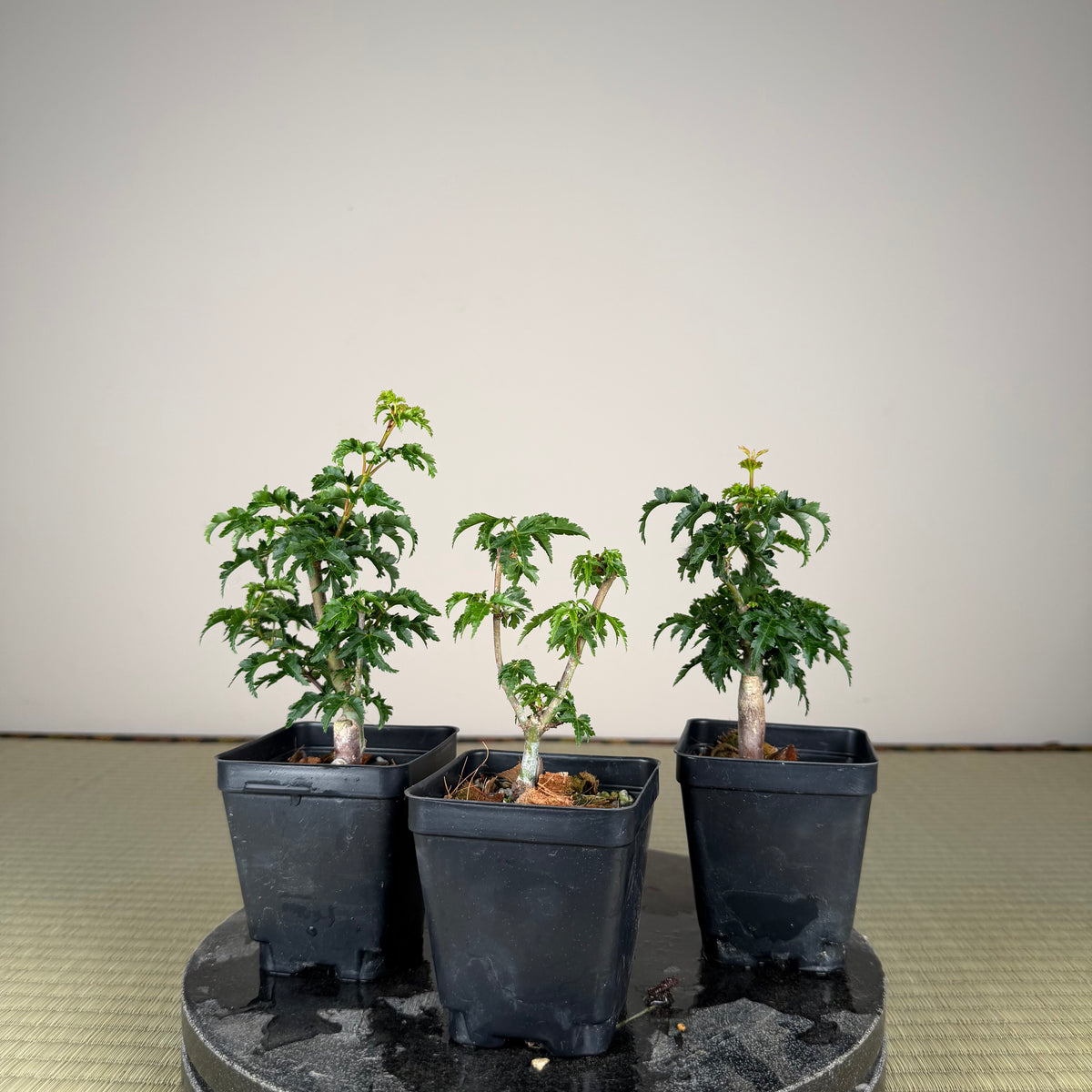 Érable palmé 'Shishigashira' (greffé)