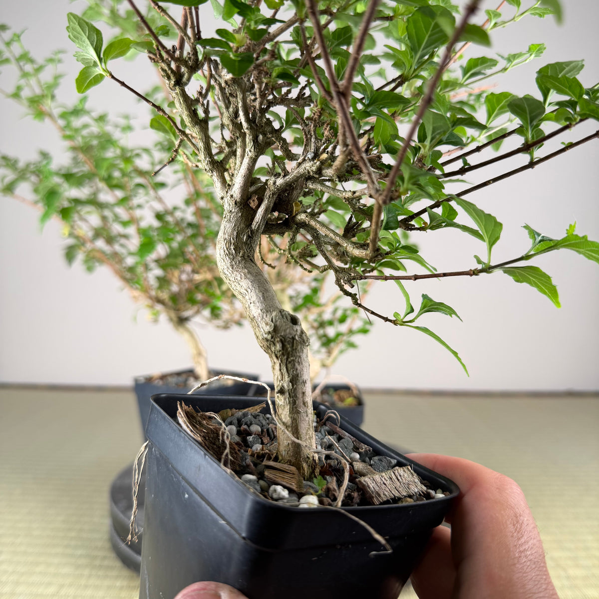 Premna japonica (boutures racinées)