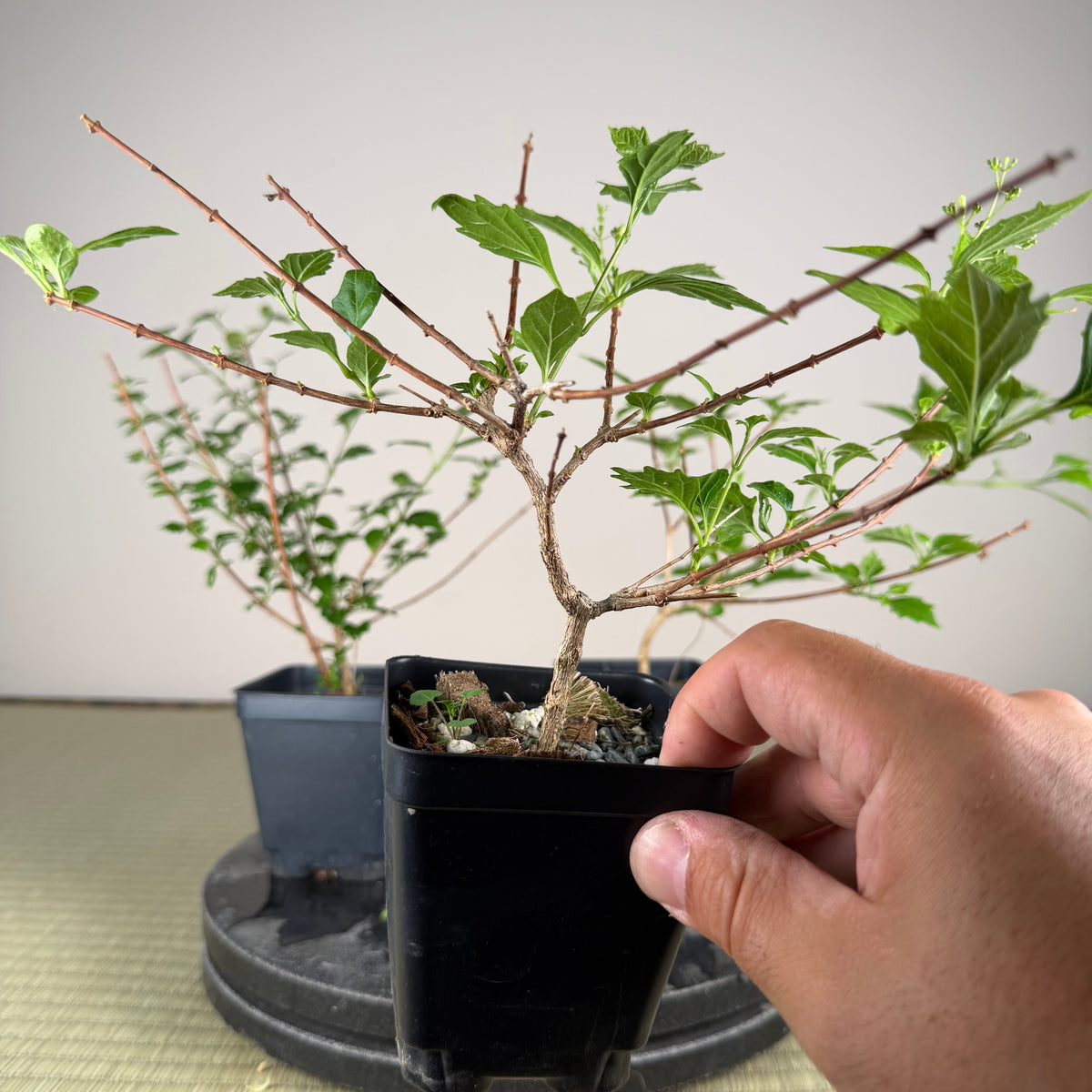 Premna japonica (boutures racinées)