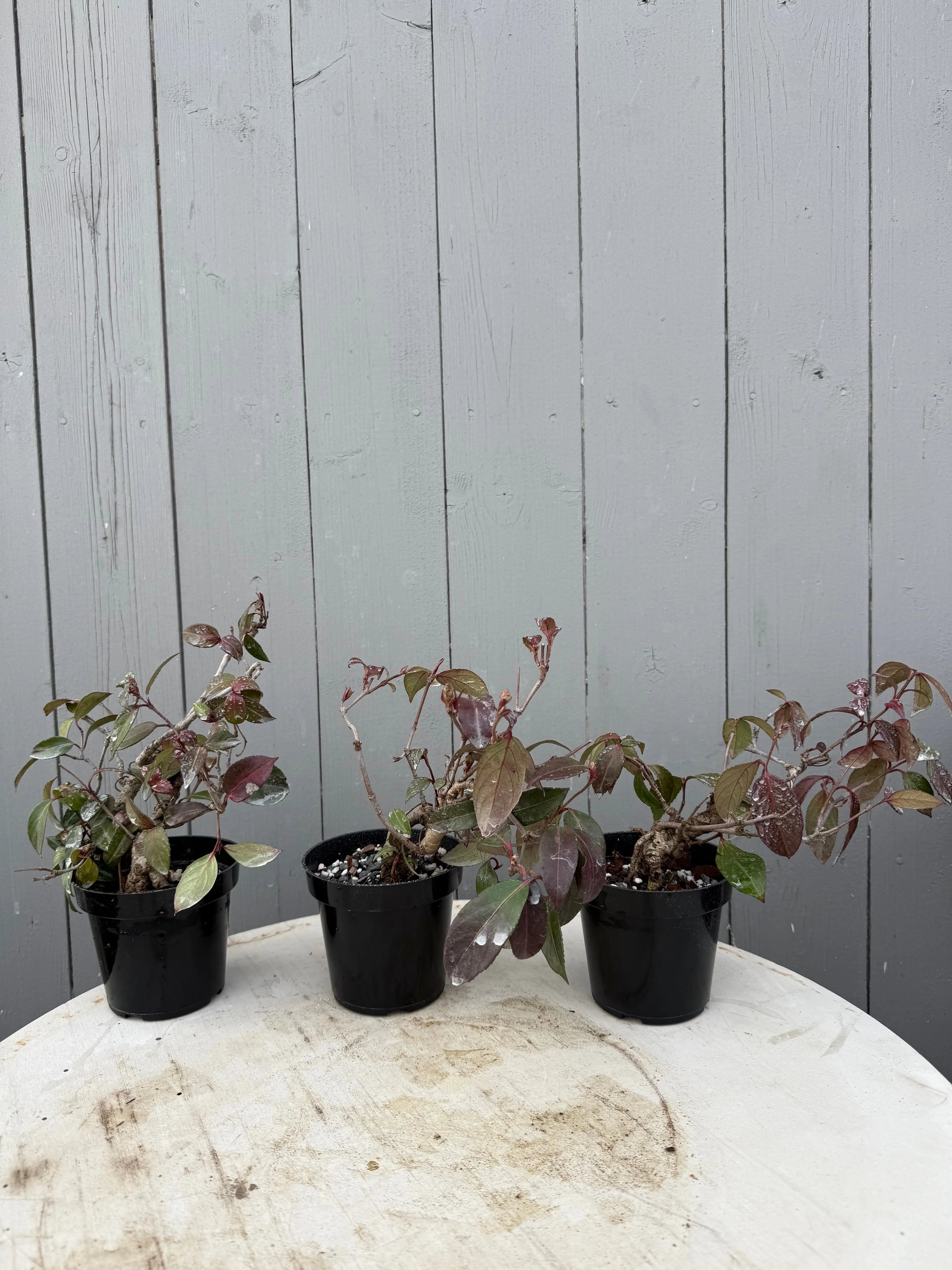 Kadsura japonica Canada Bonsai