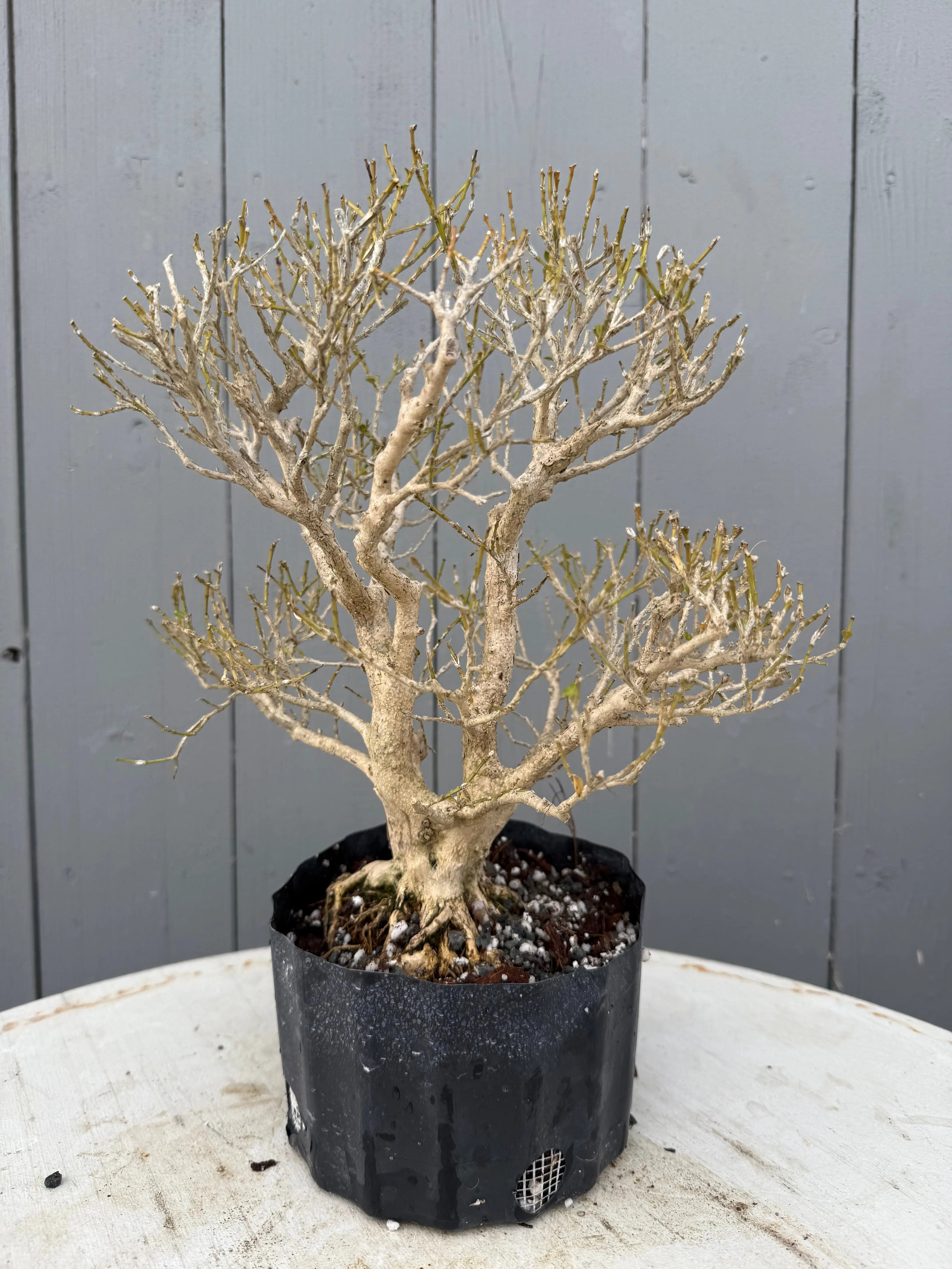 Ligustrum obtusifolium Canada Bonsai