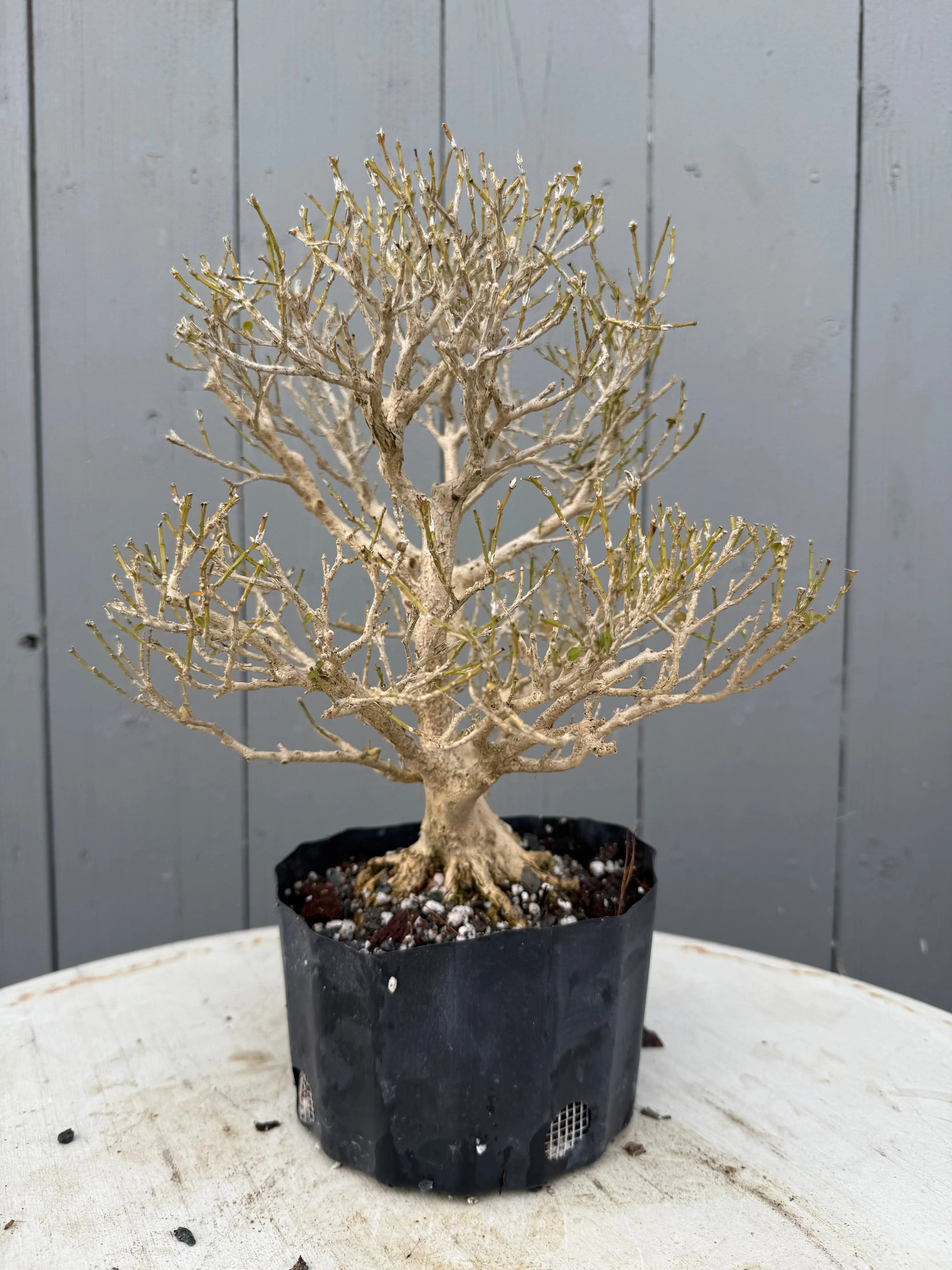 Ligustrum obtusifolium Canada Bonsai
