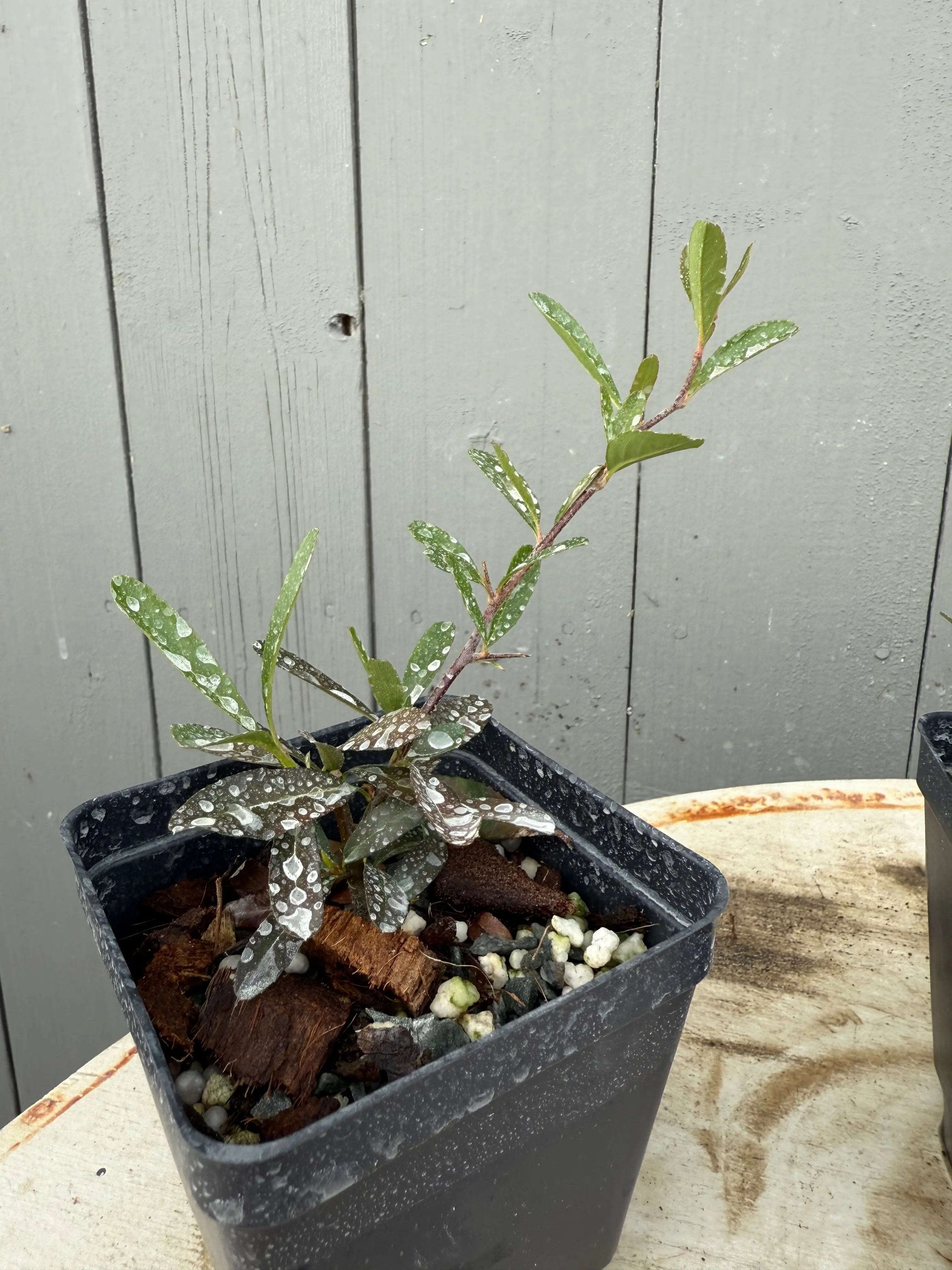 Pyracantha angustifolia Canada Bonsai