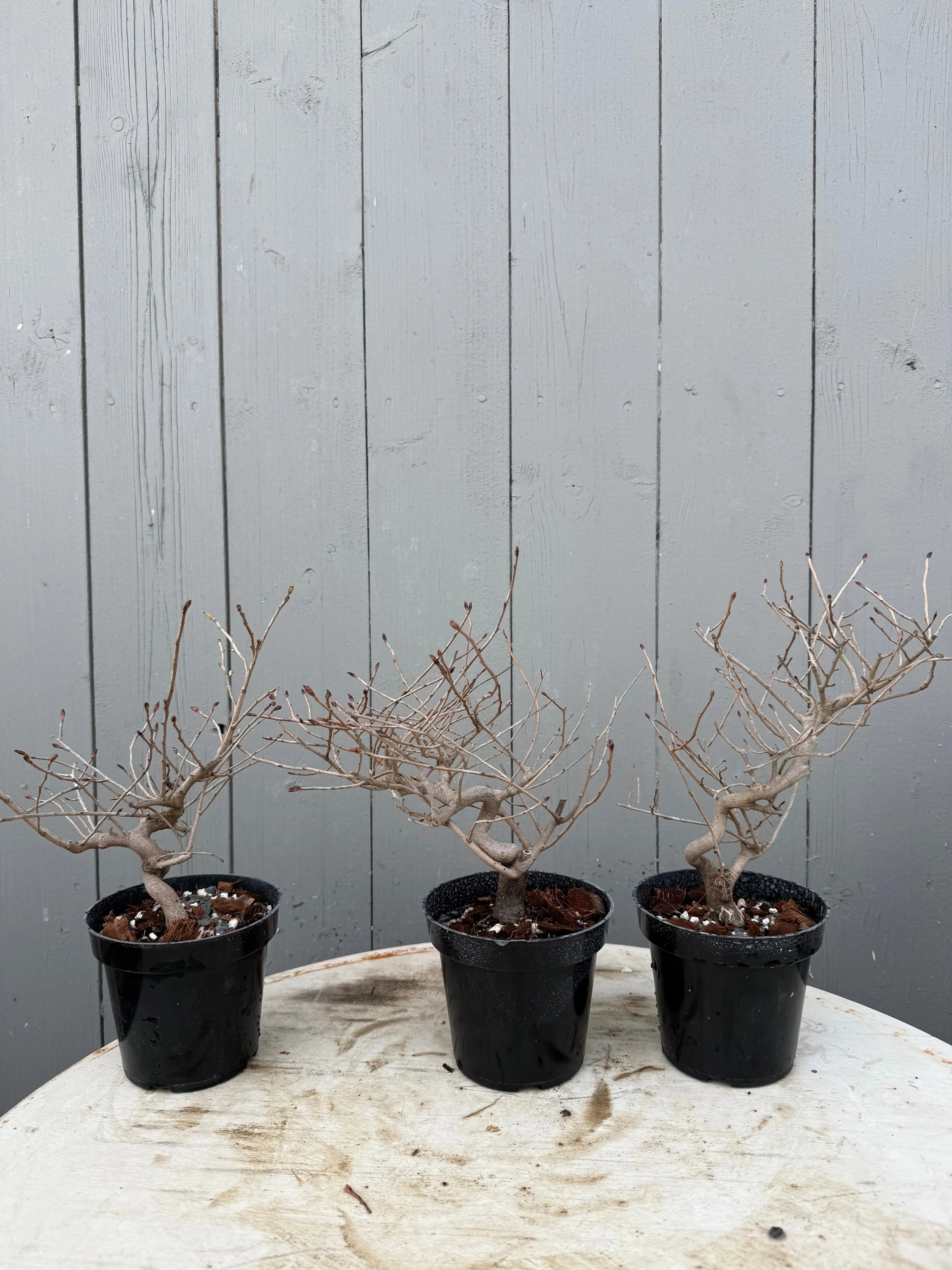 Corylopsis spicata Canada Bonsai