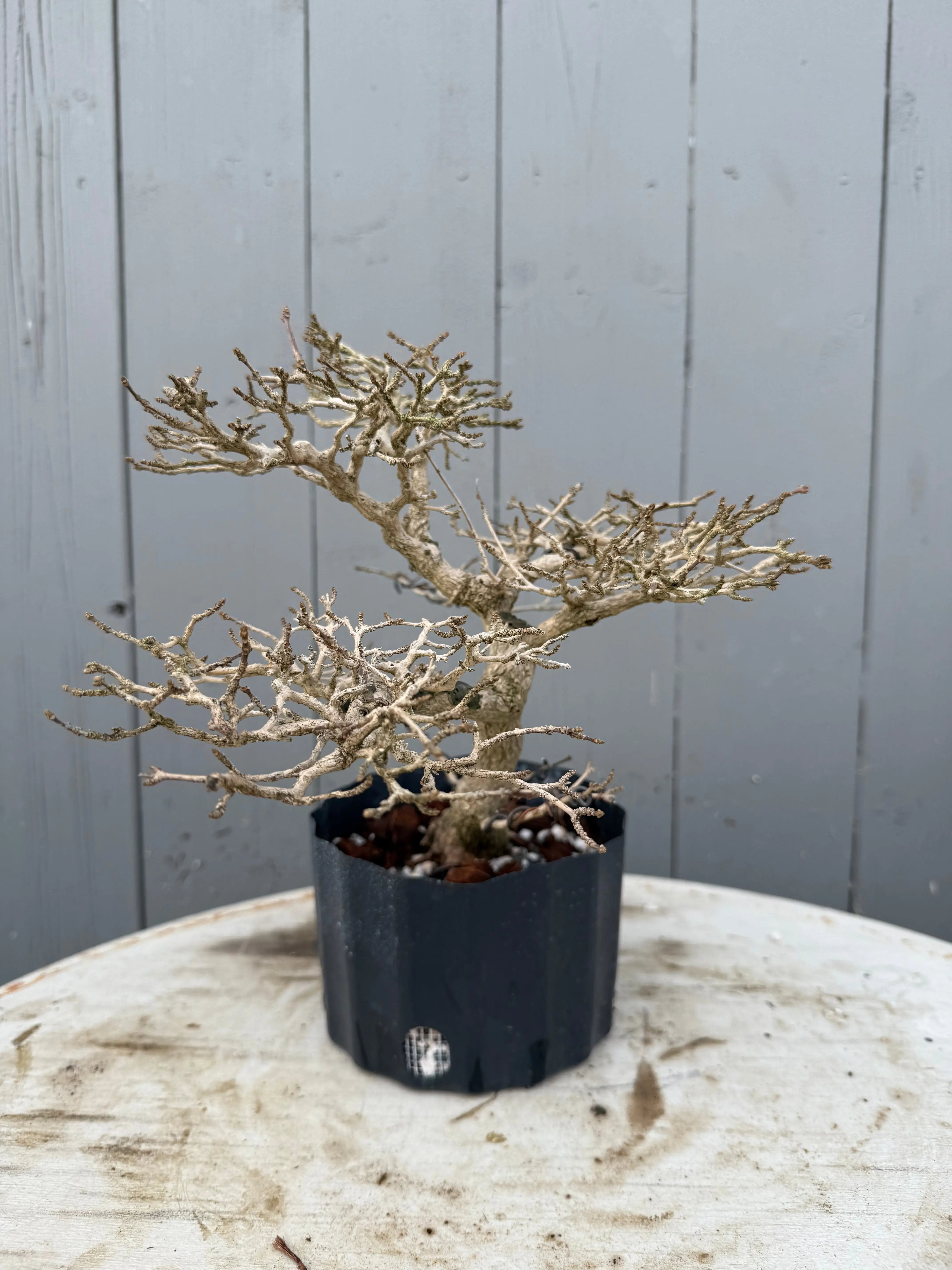 Premna japonica Canada Bonsai