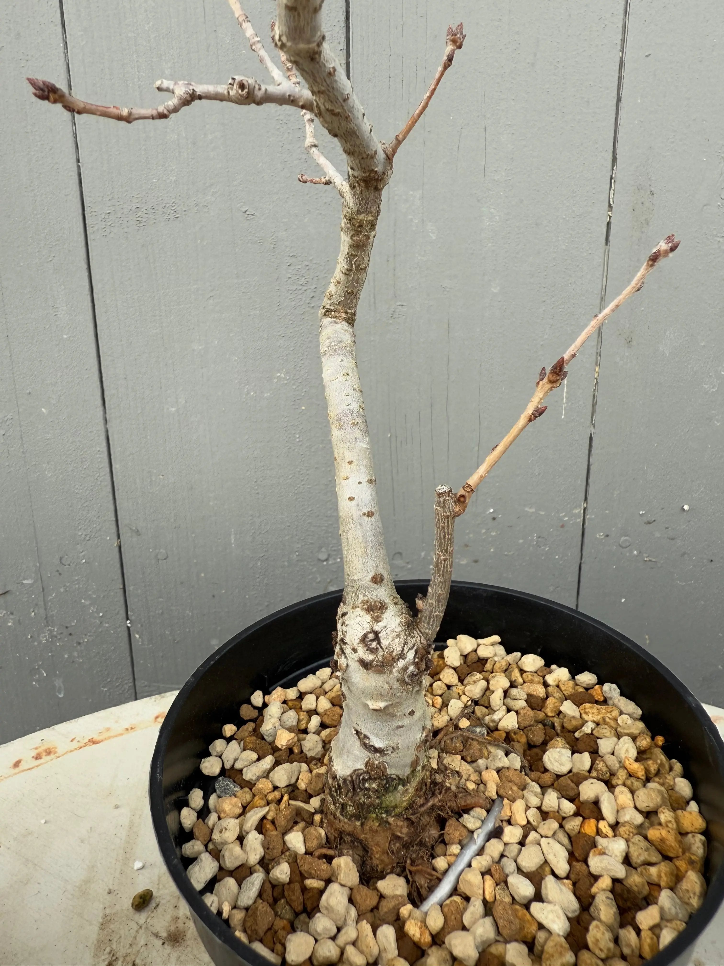 Quercus serrata Canada Bonsai