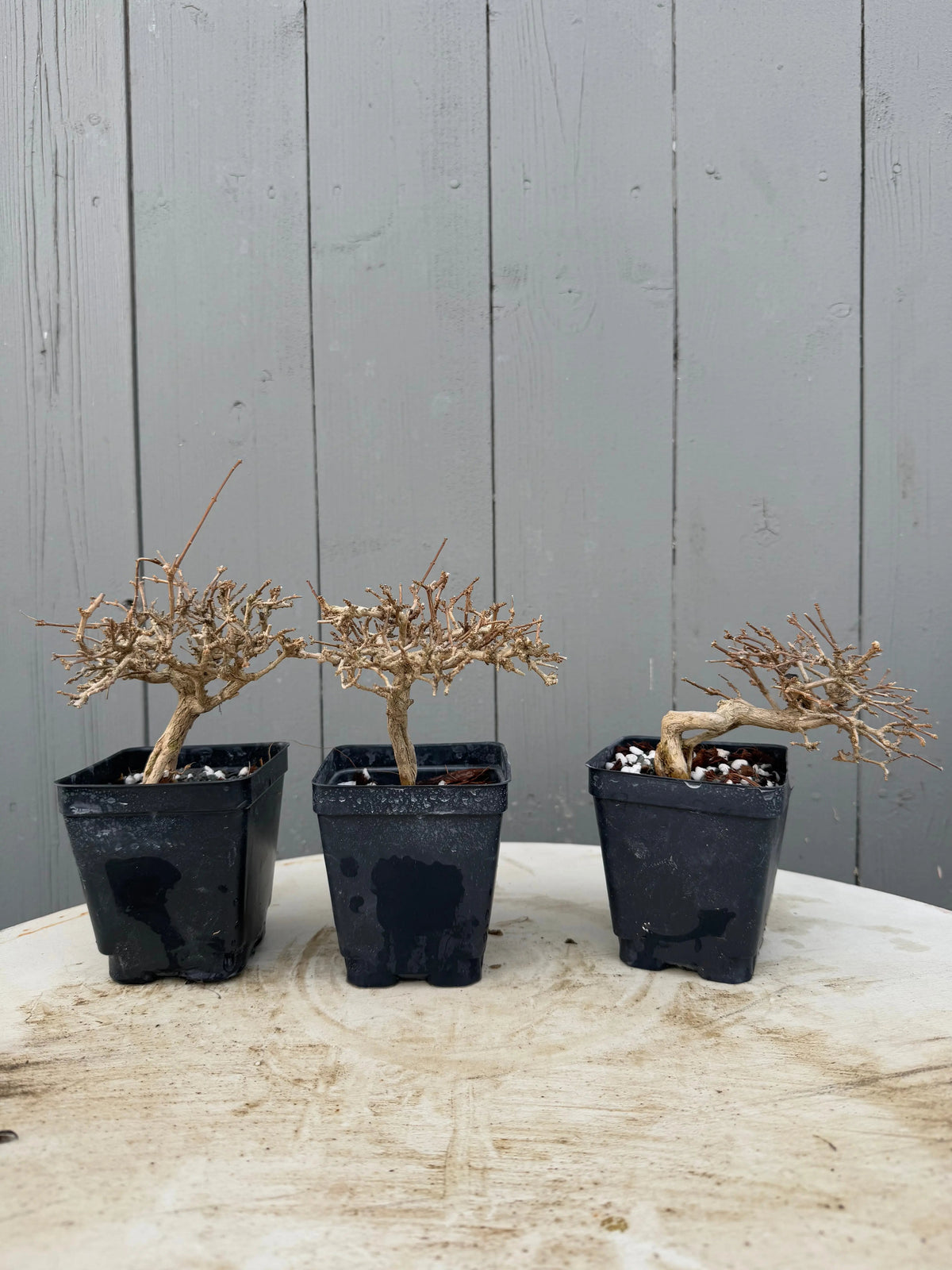 Premna japonica (medium) Canada Bonsai