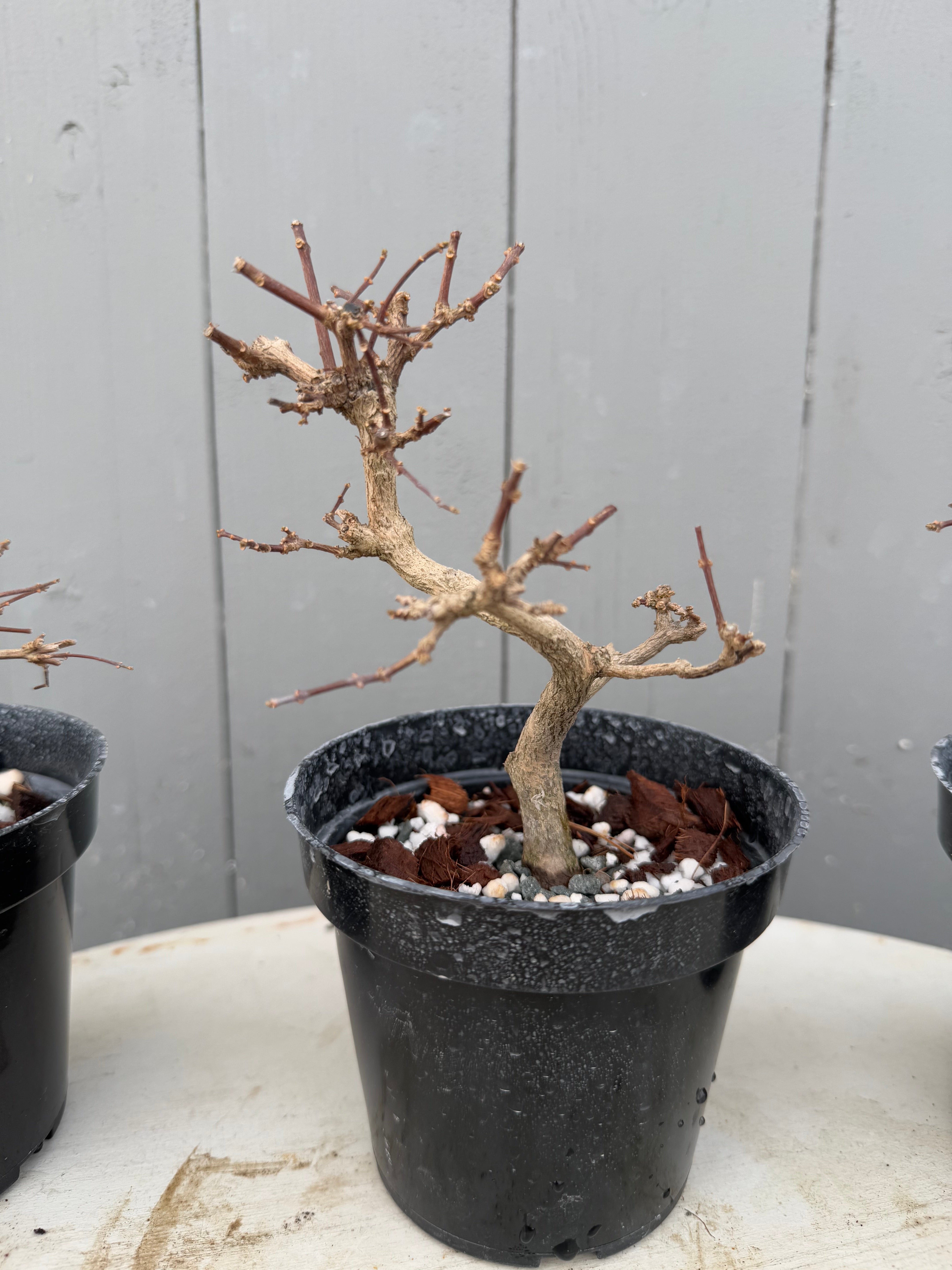 Premna japonica (large)