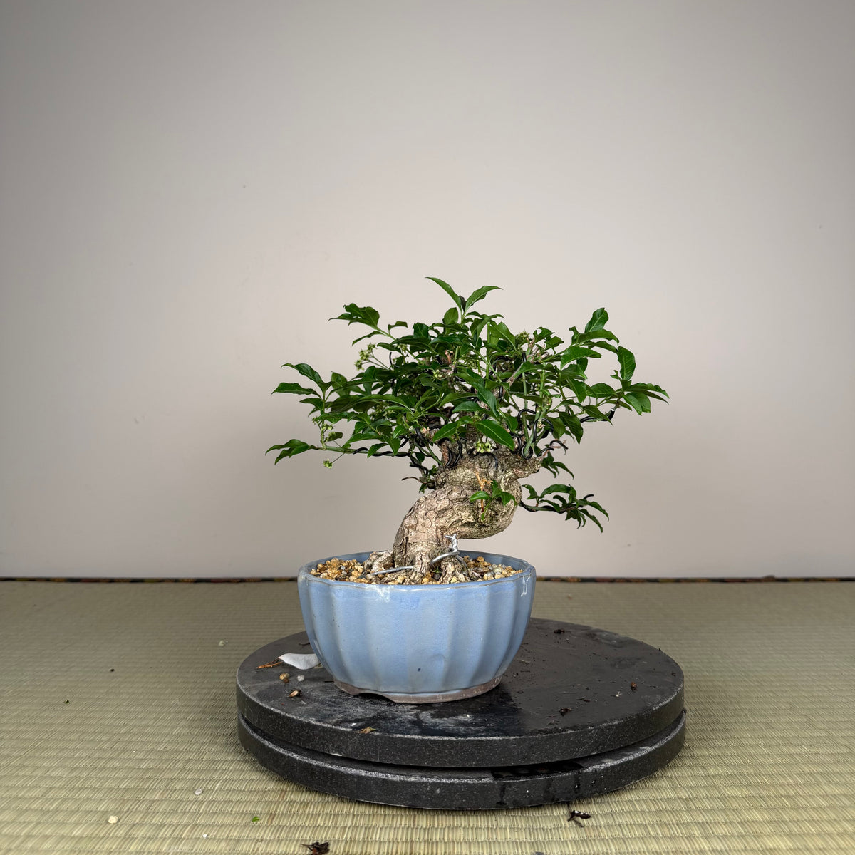 Euonymus