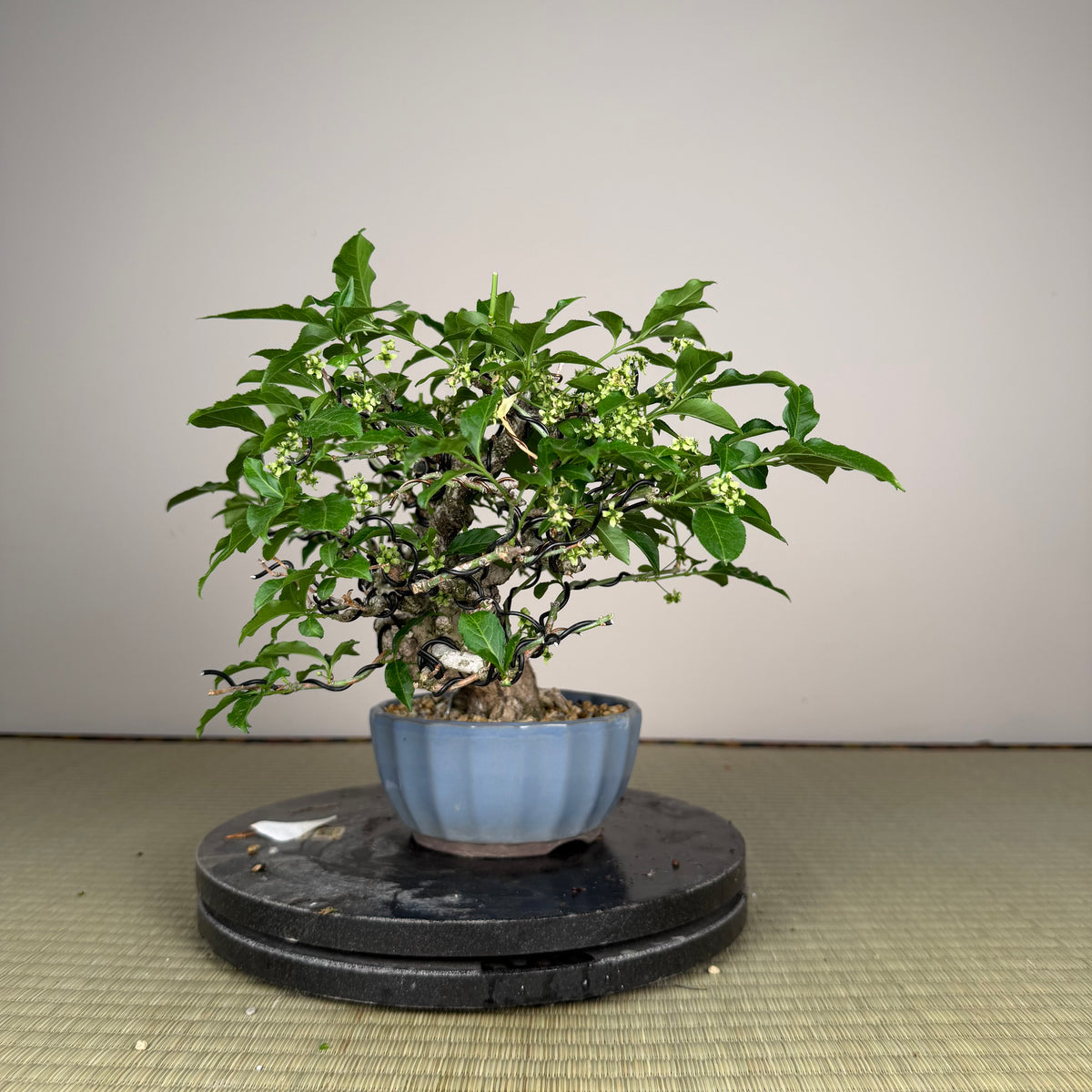 Euonymus