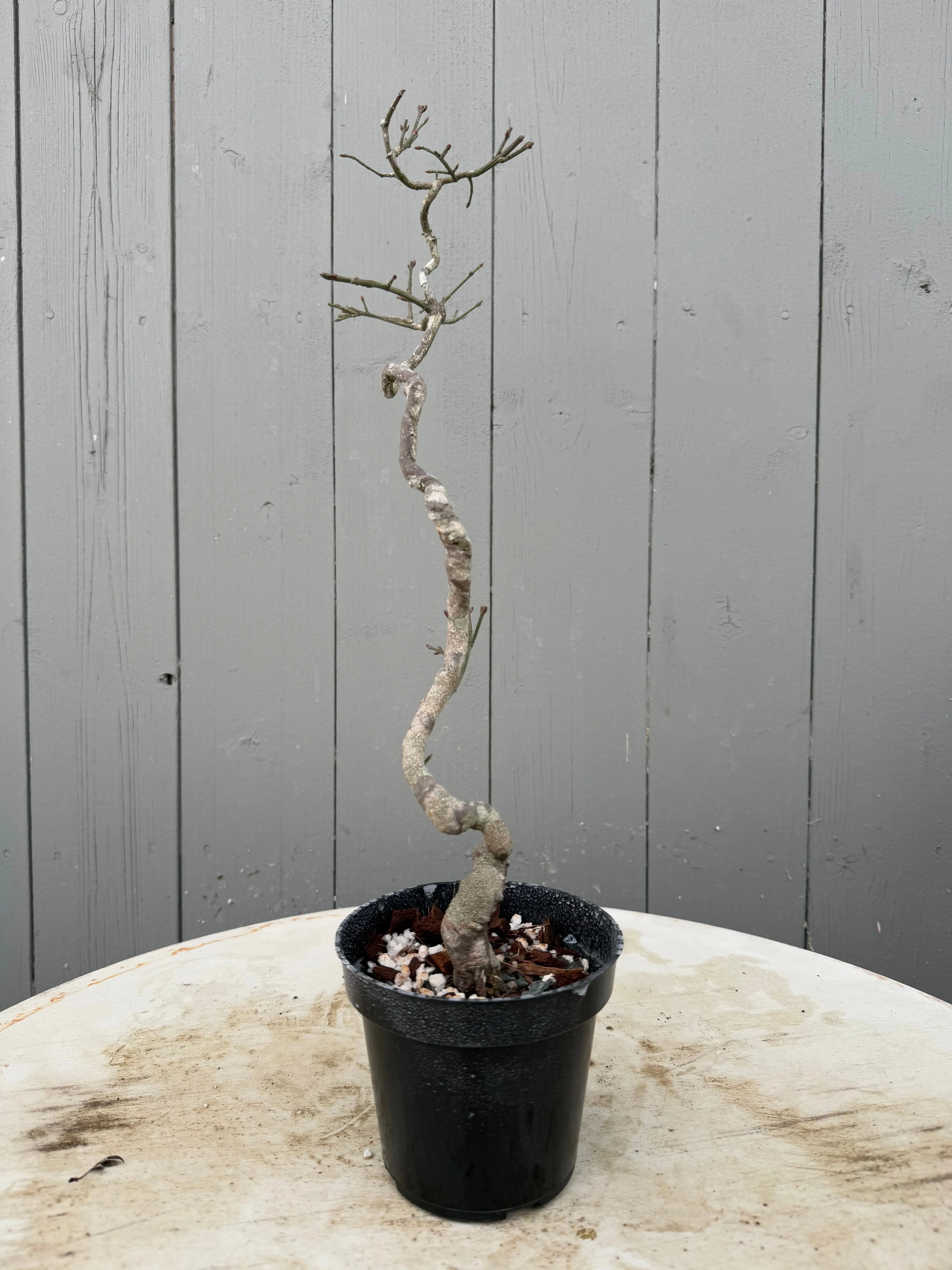 Euonymus Canada Bonsai