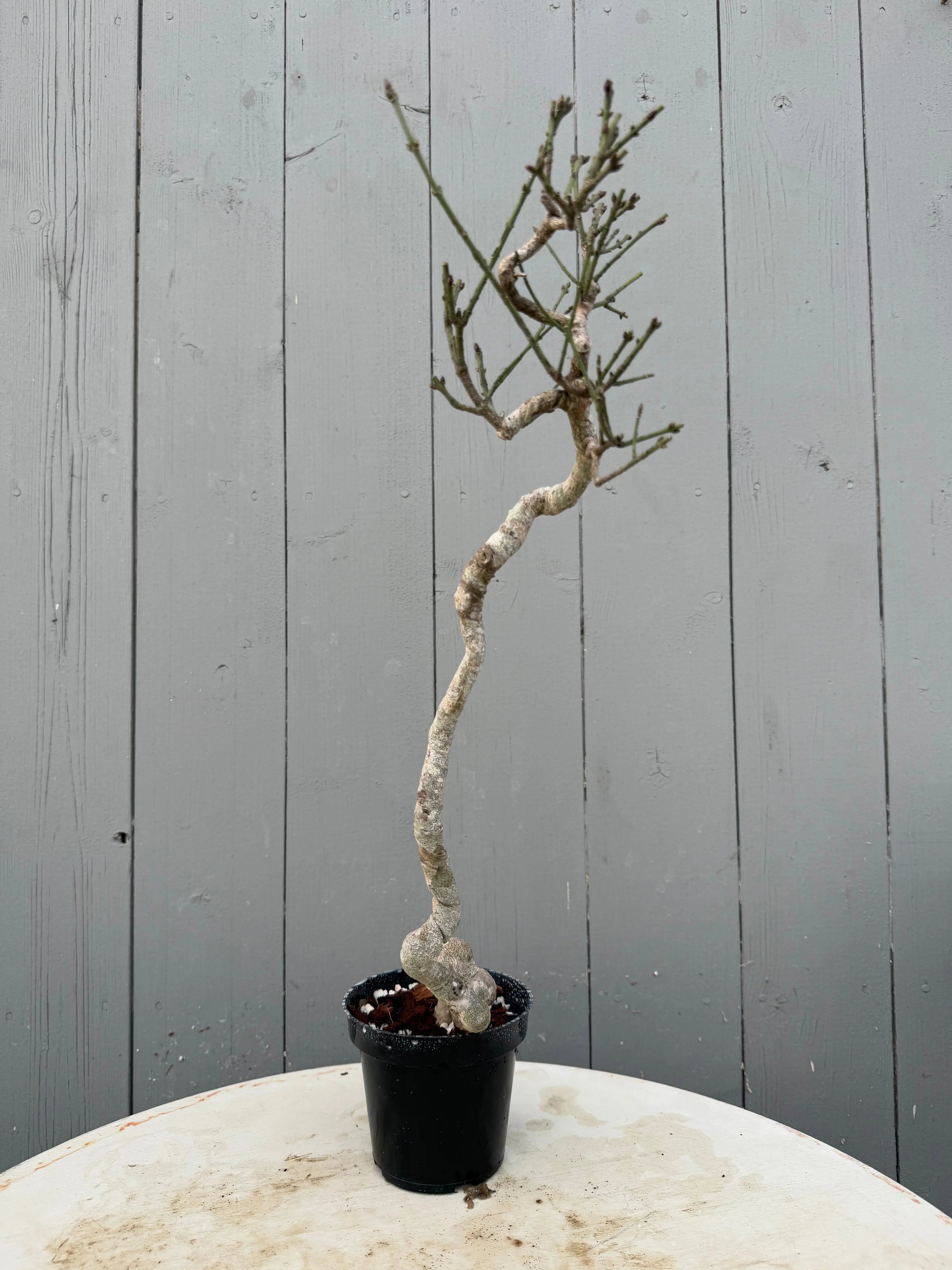 Euonymus Canada Bonsai