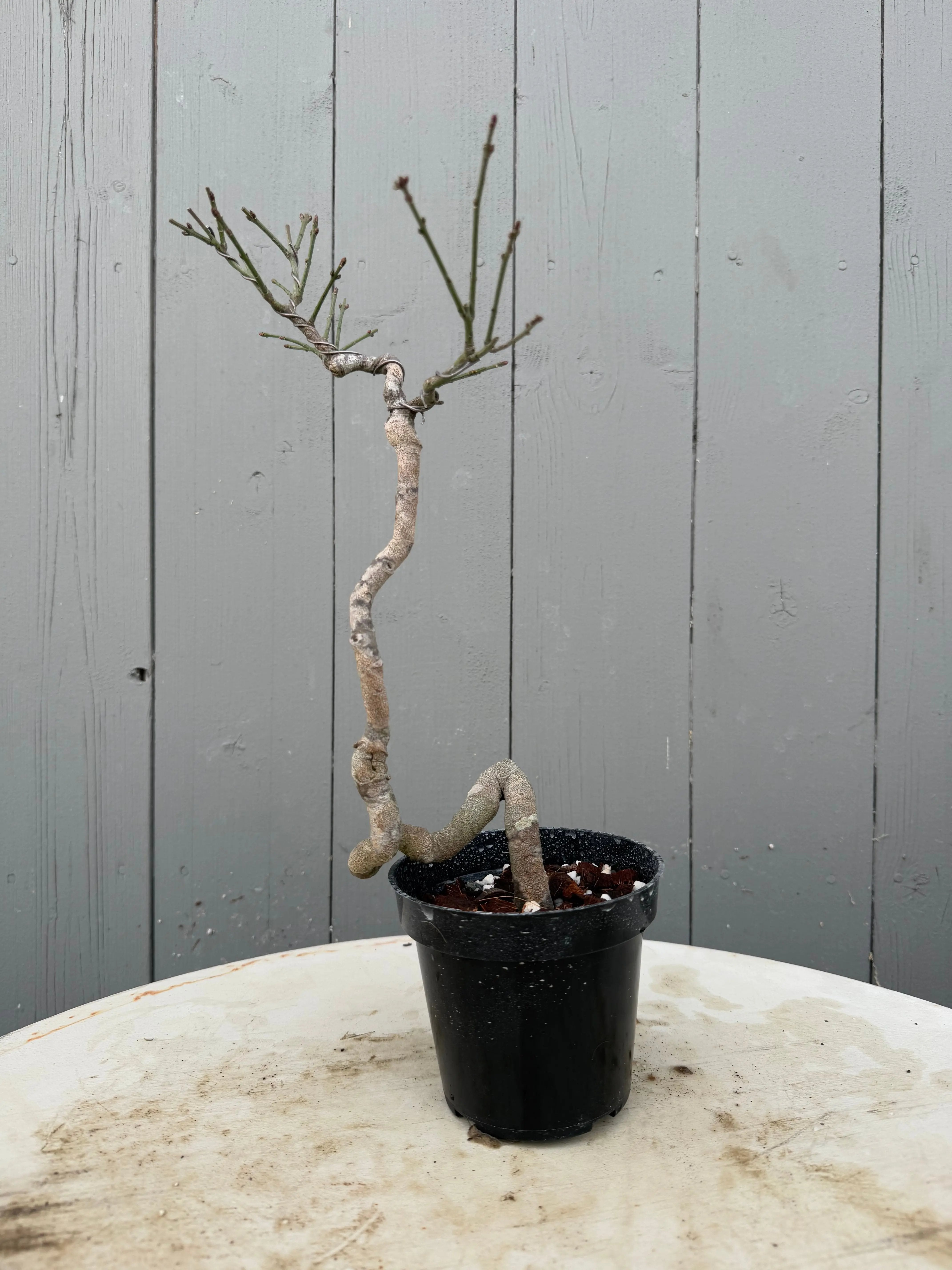 Euonymus Canada Bonsai