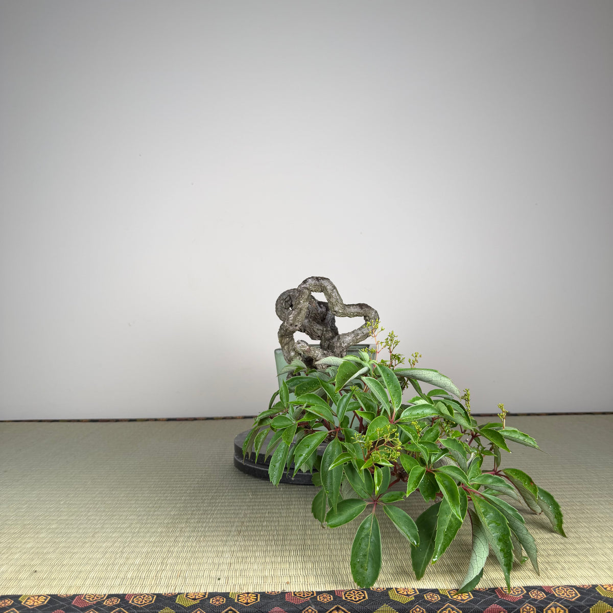 Parthenocissus quinquefolia (Pot antique)