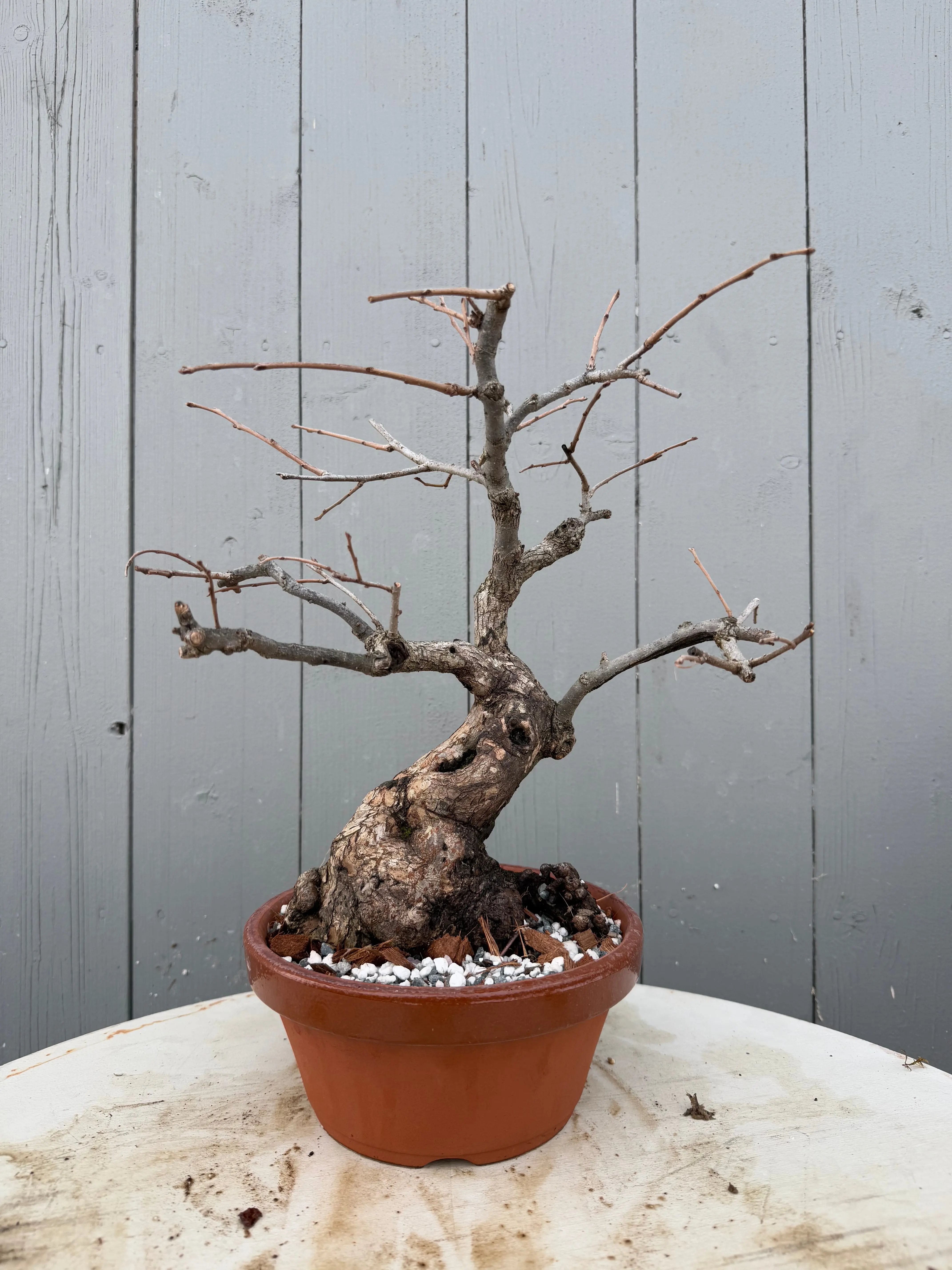 Diospyros Kaki Canada Bonsai