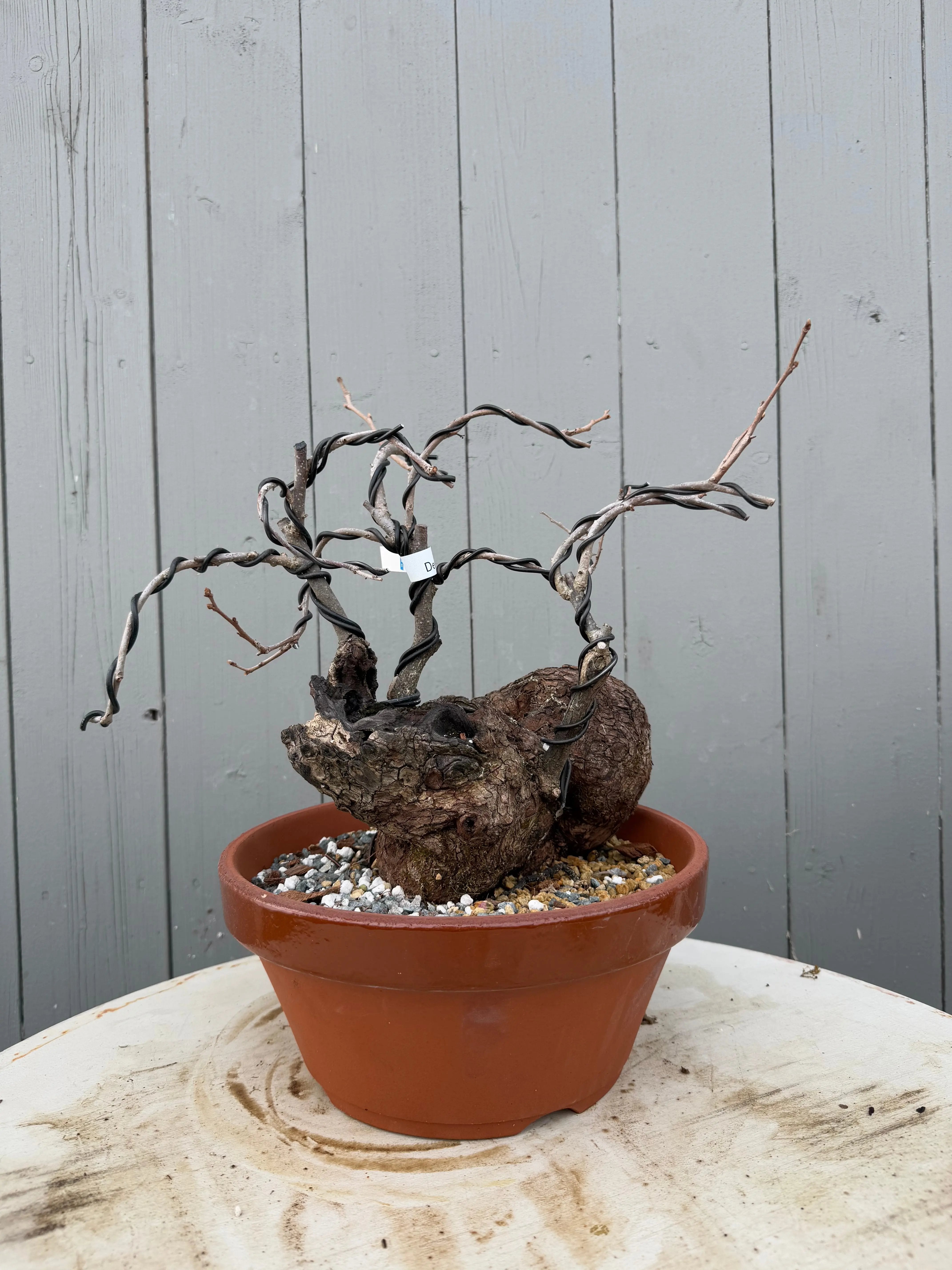 Diospyros Kaki Canada Bonsai