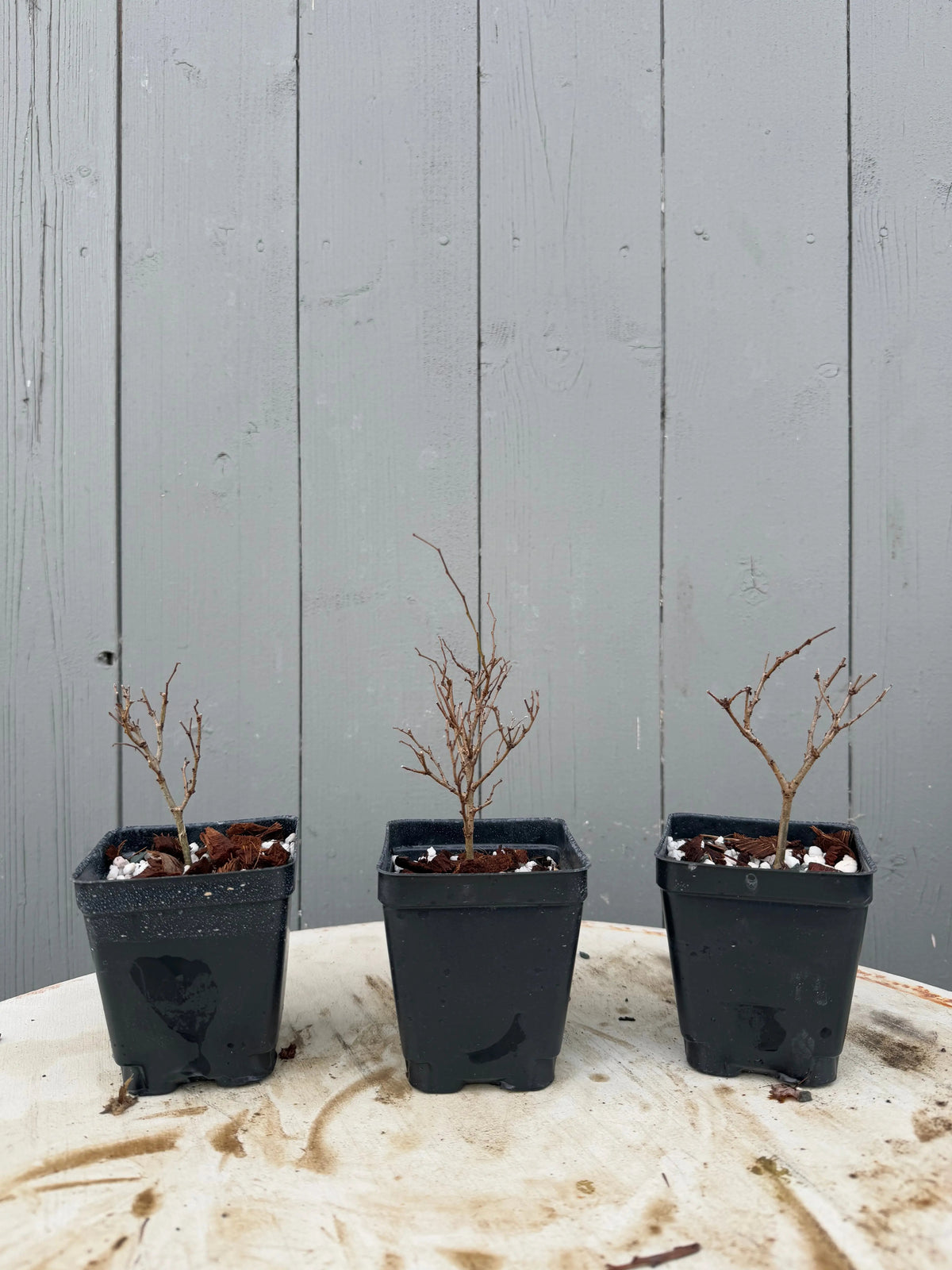 Zelkova serrata Canada Bonsai