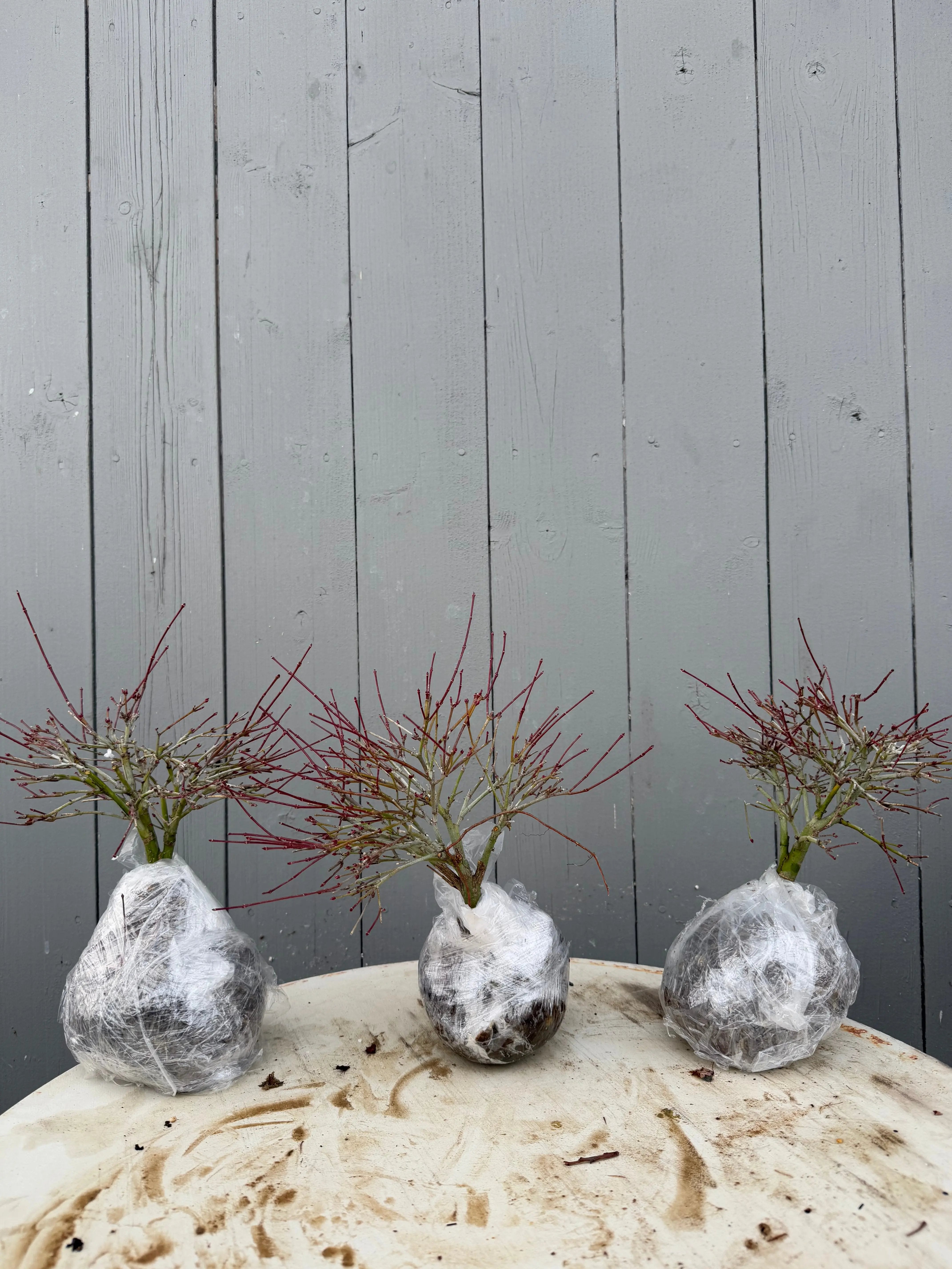 Acer palmatum 'Kiyohime' Canada Bonsai