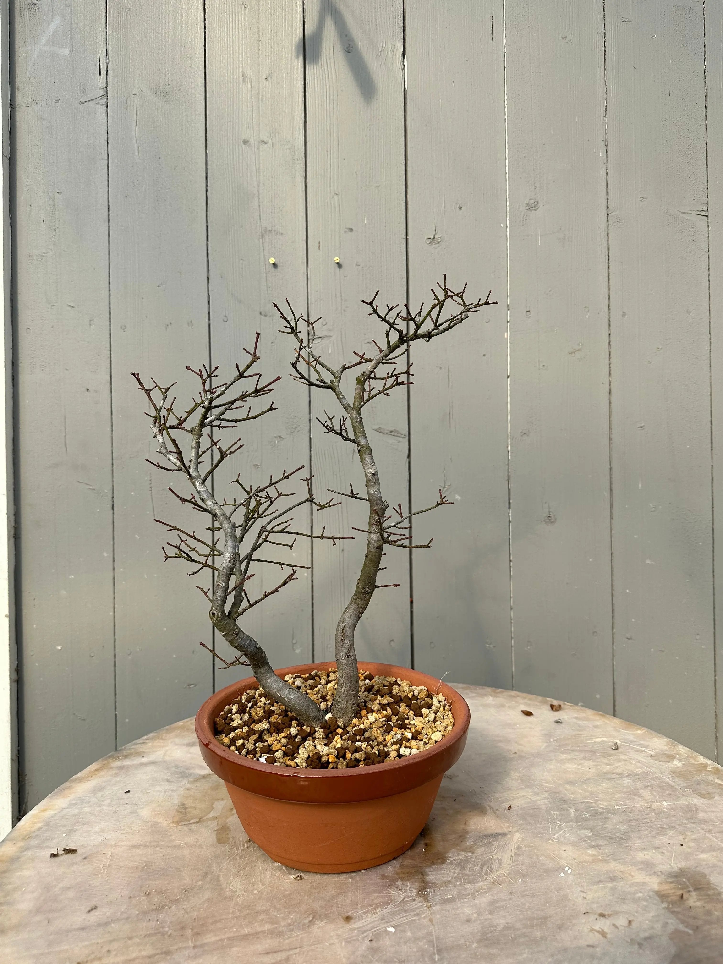 Euonymus #6 Canada Bonsai