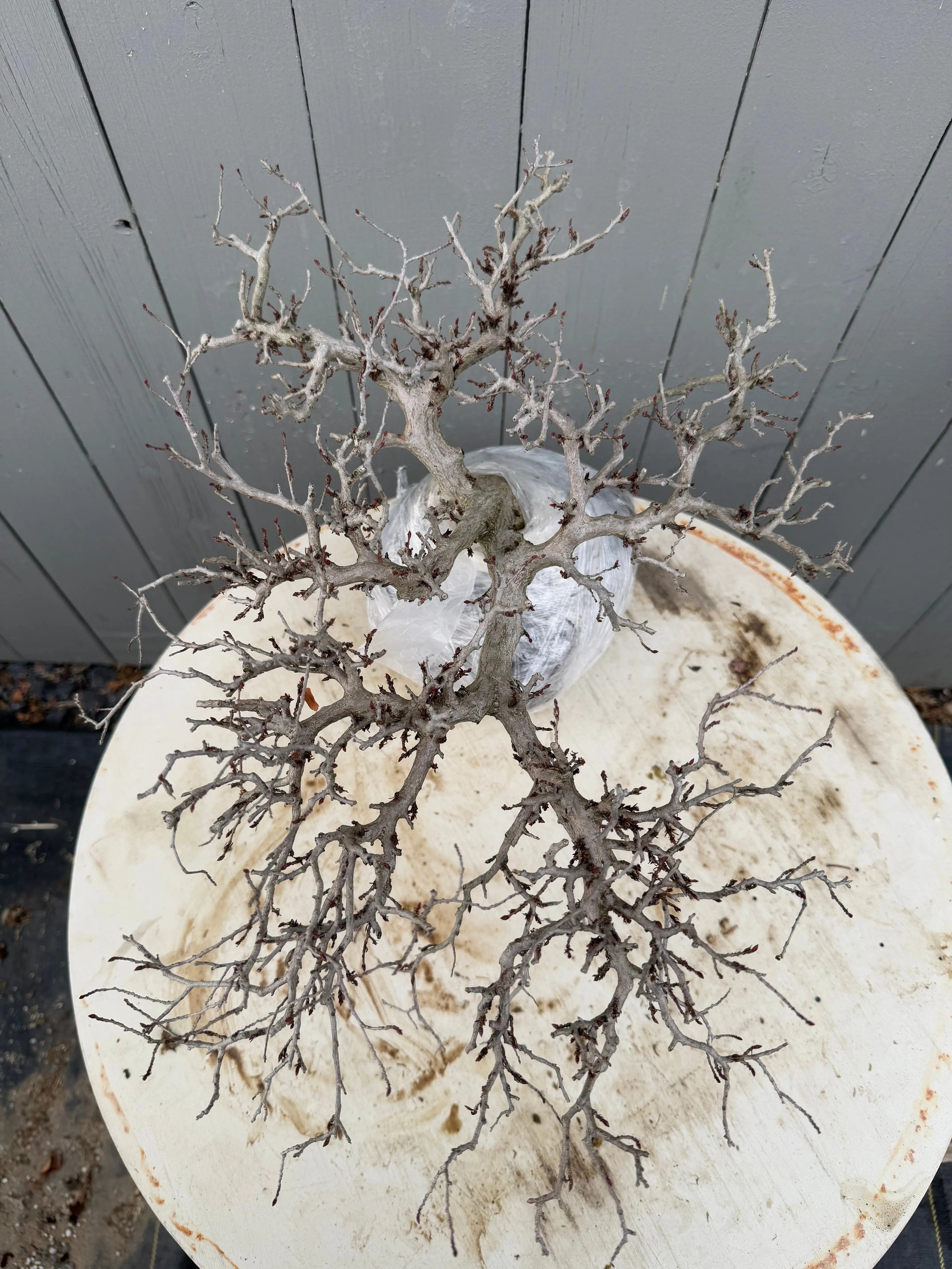 Carpinus turczaninowii Canada Bonsai