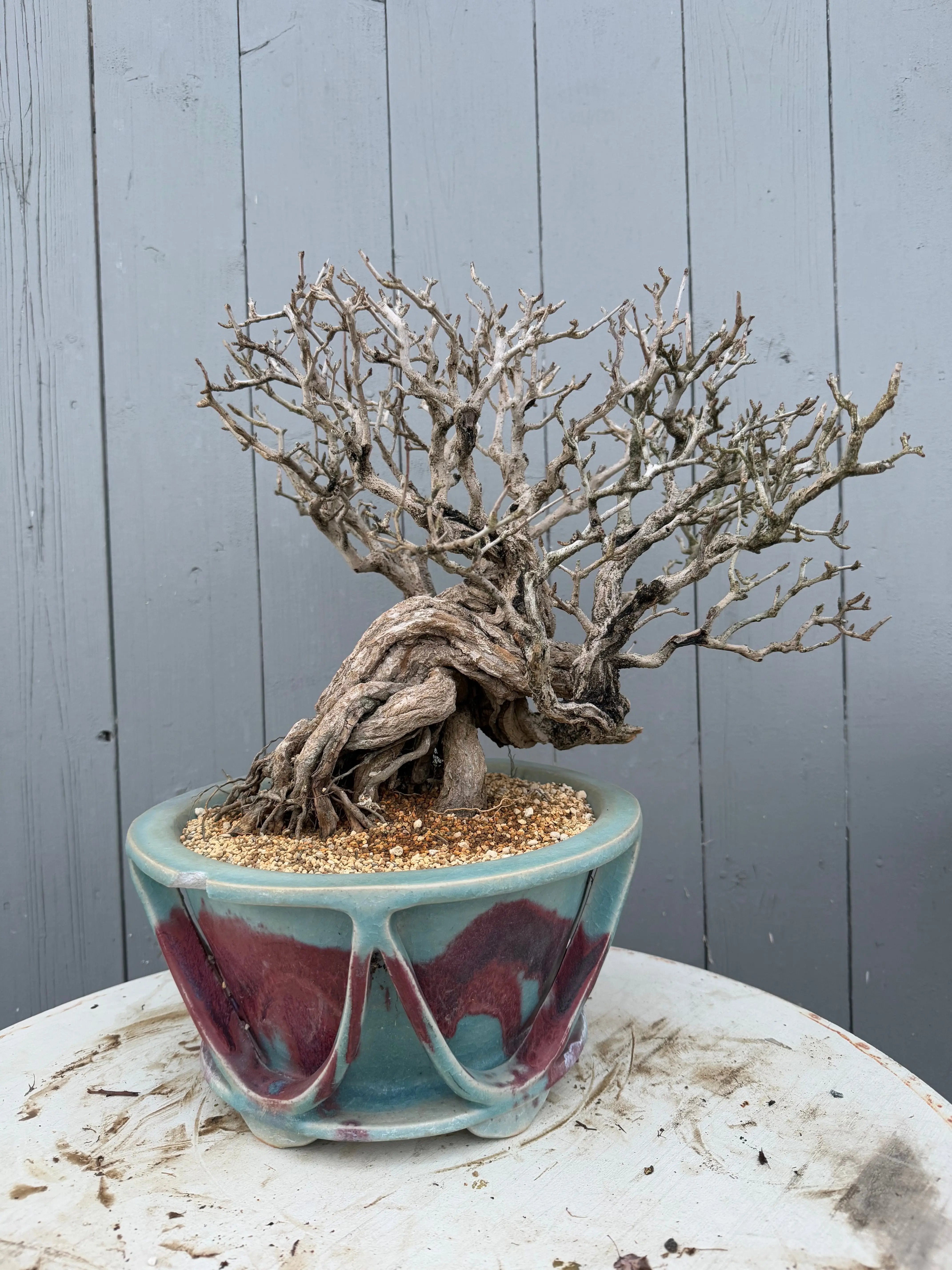 Punica granatum 25th Anniversary Gafu-ten Canada Bonsai