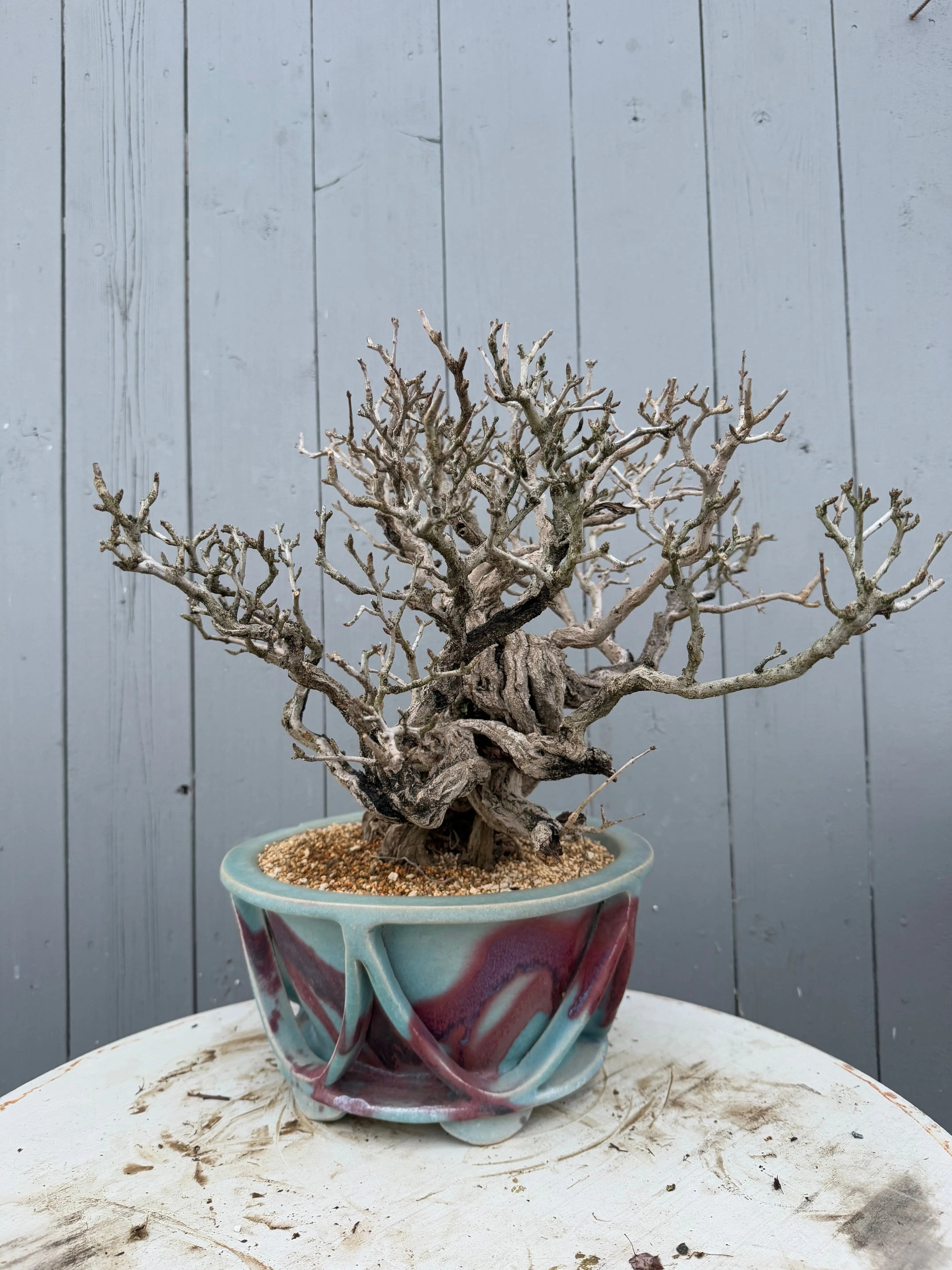 Punica granatum 25th Anniversary Gafu-ten Canada Bonsai