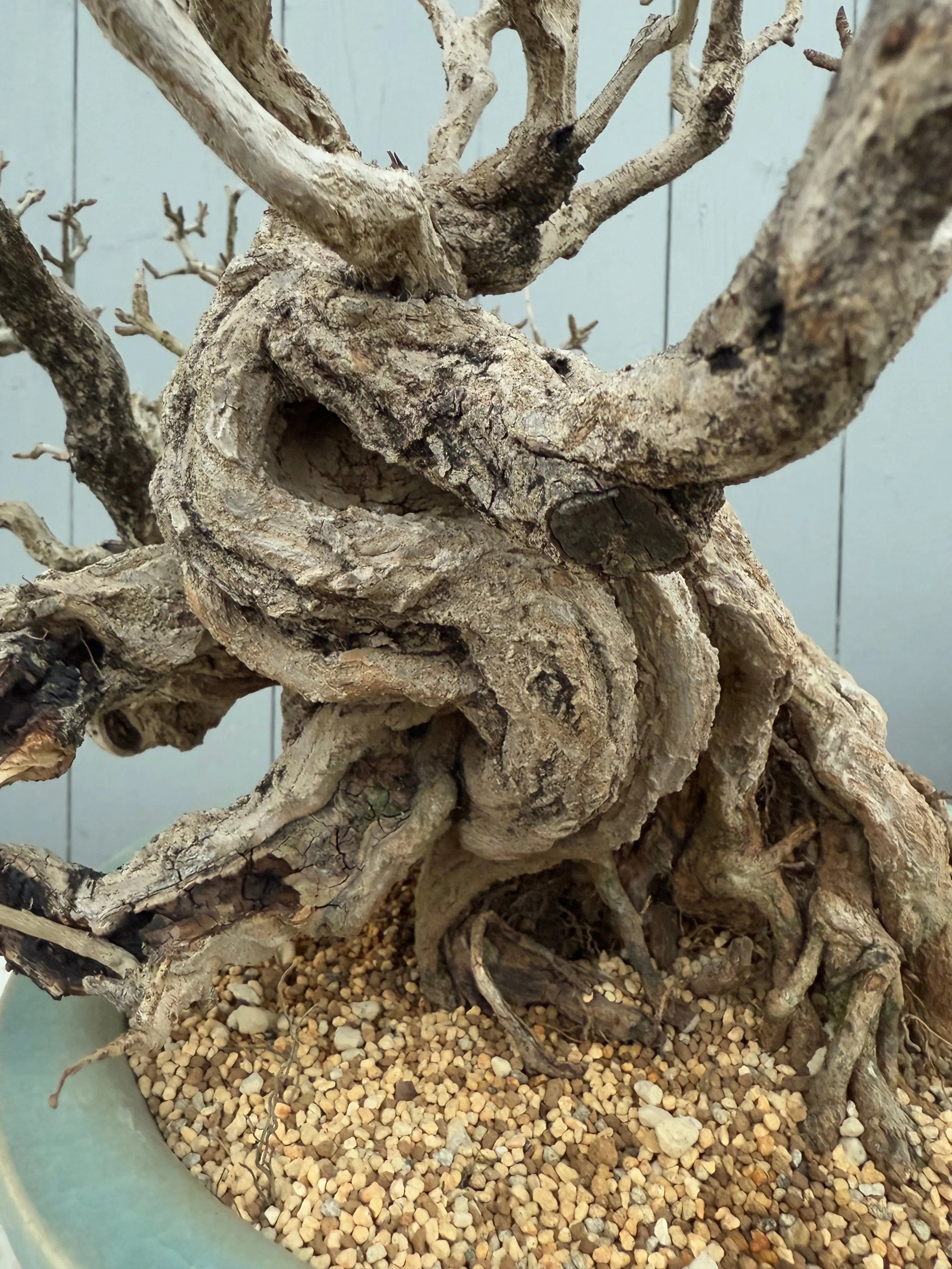 Punica granatum 25th Anniversary Gafu-ten Canada Bonsai