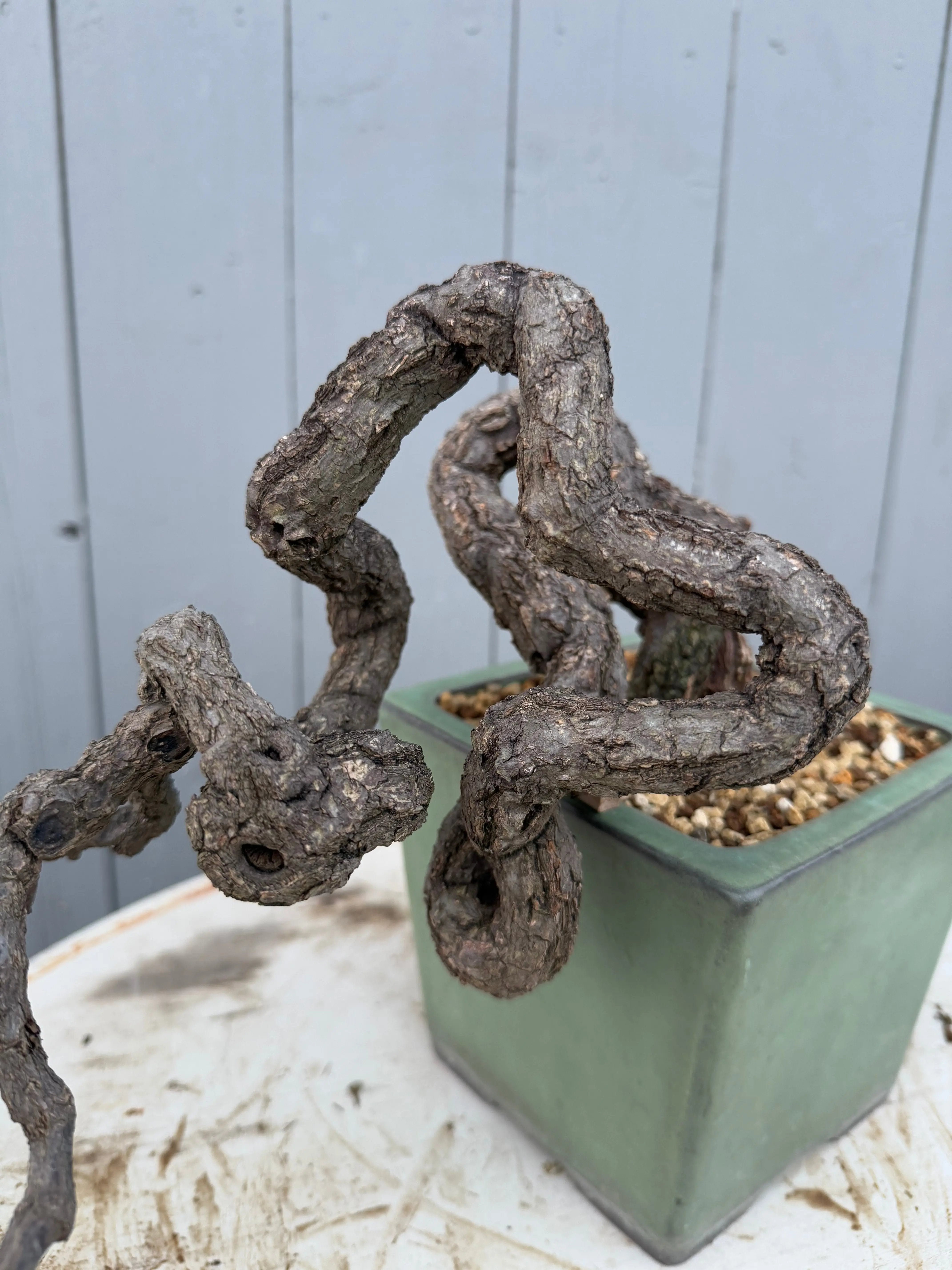Parthenocissus quinquefolia (Antique pot) Canada Bonsai