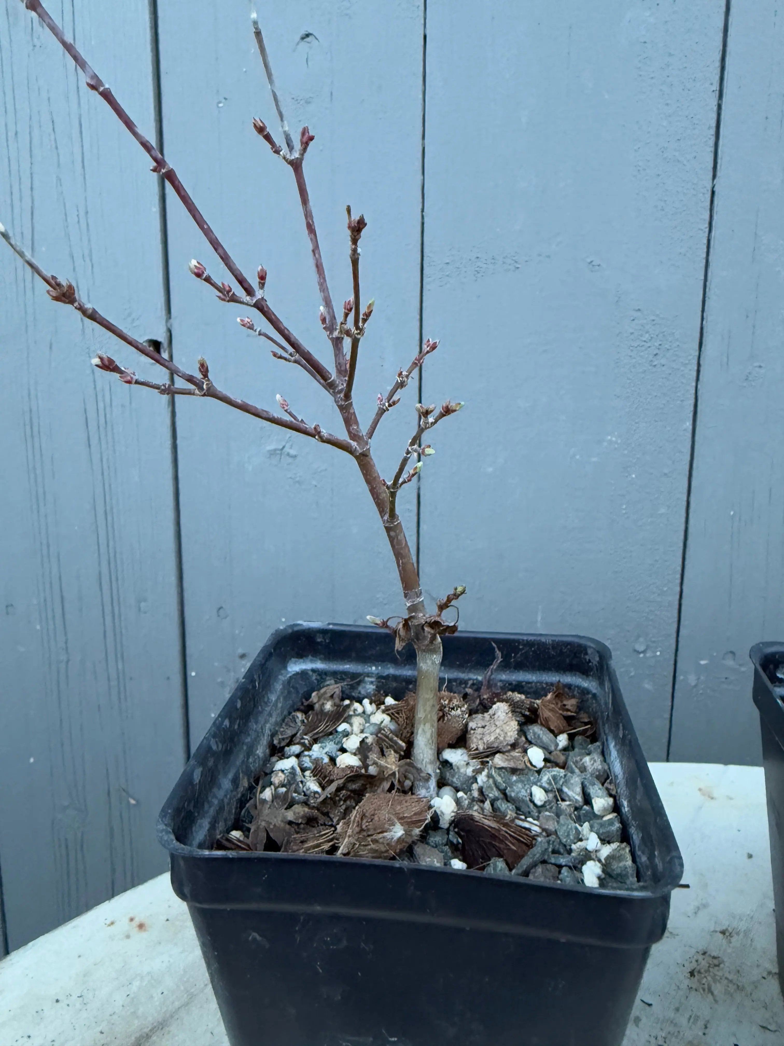 Acer palmatum 'Yves' Petites Feuilles' Canada Bonsai