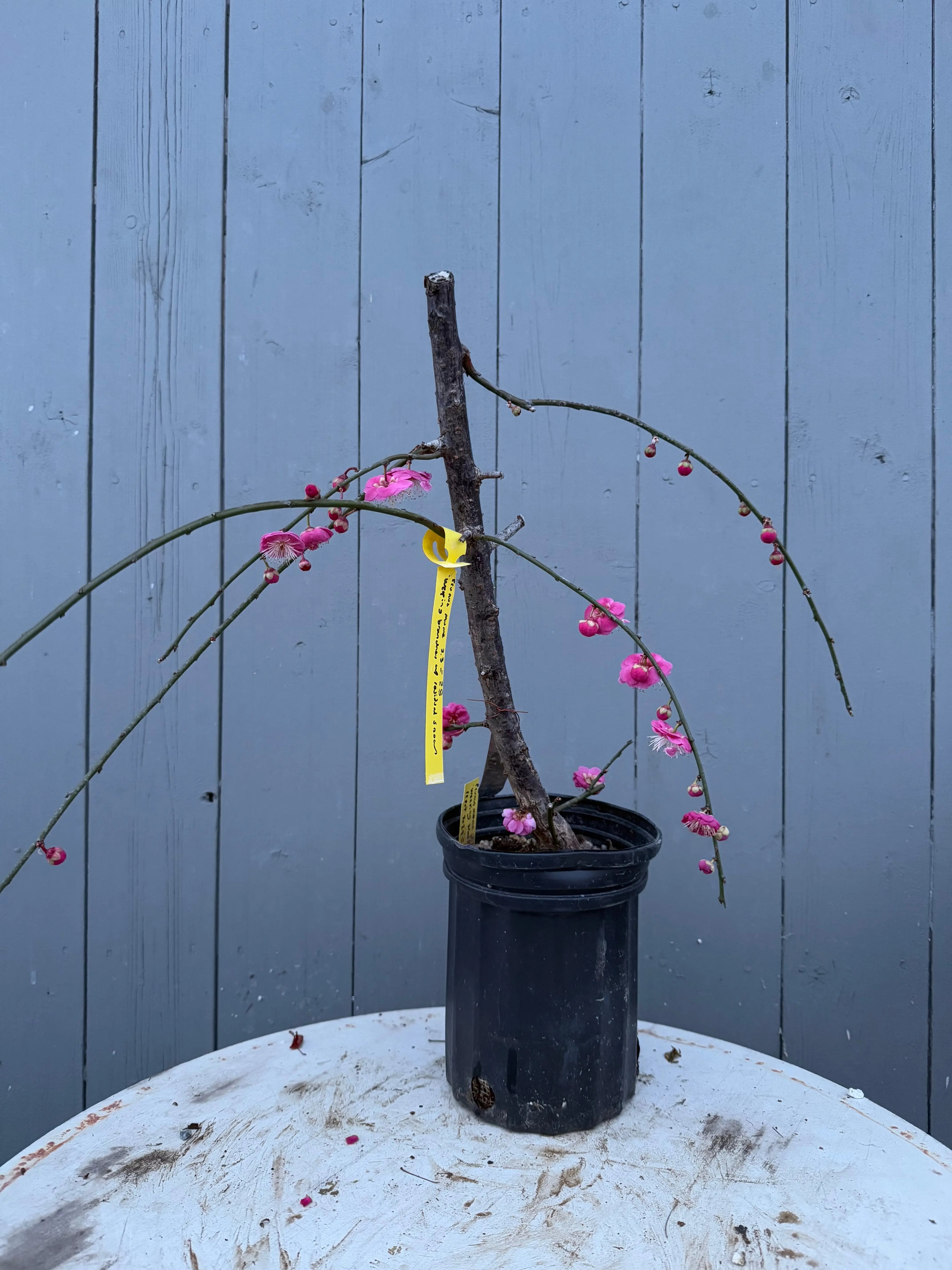 Prunus mume (weeping red variety) Canada Bonsai