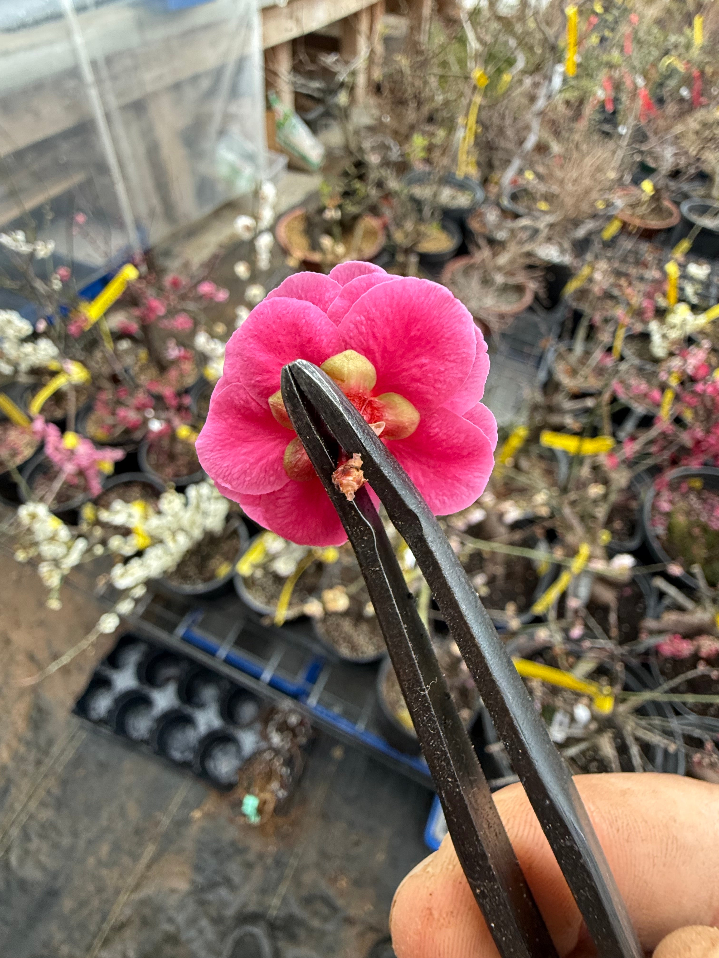 Prunus mume (weeping red variety)