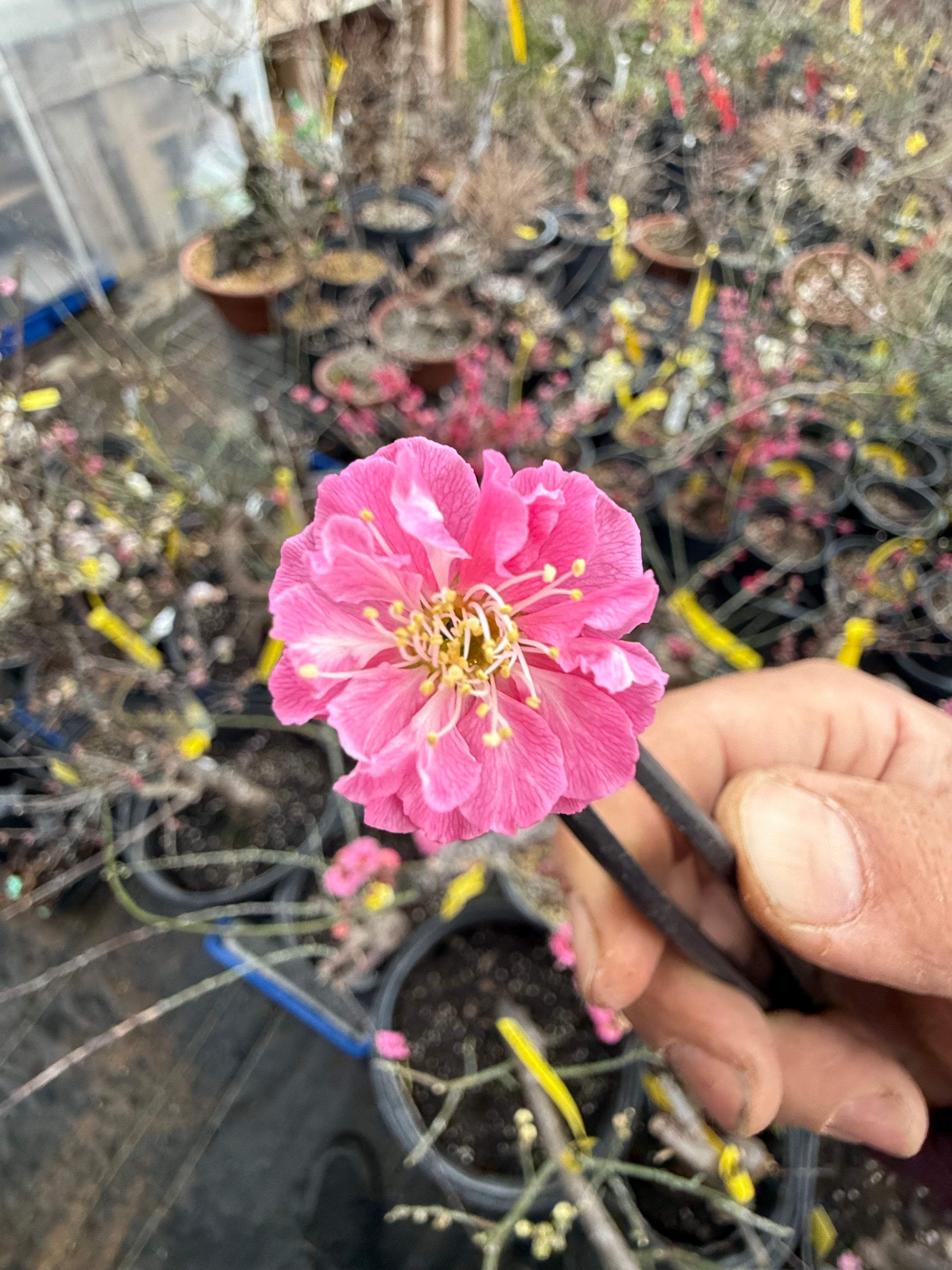 Prunus mume 'SŌNGYUÁN ZHŪSHĀ'