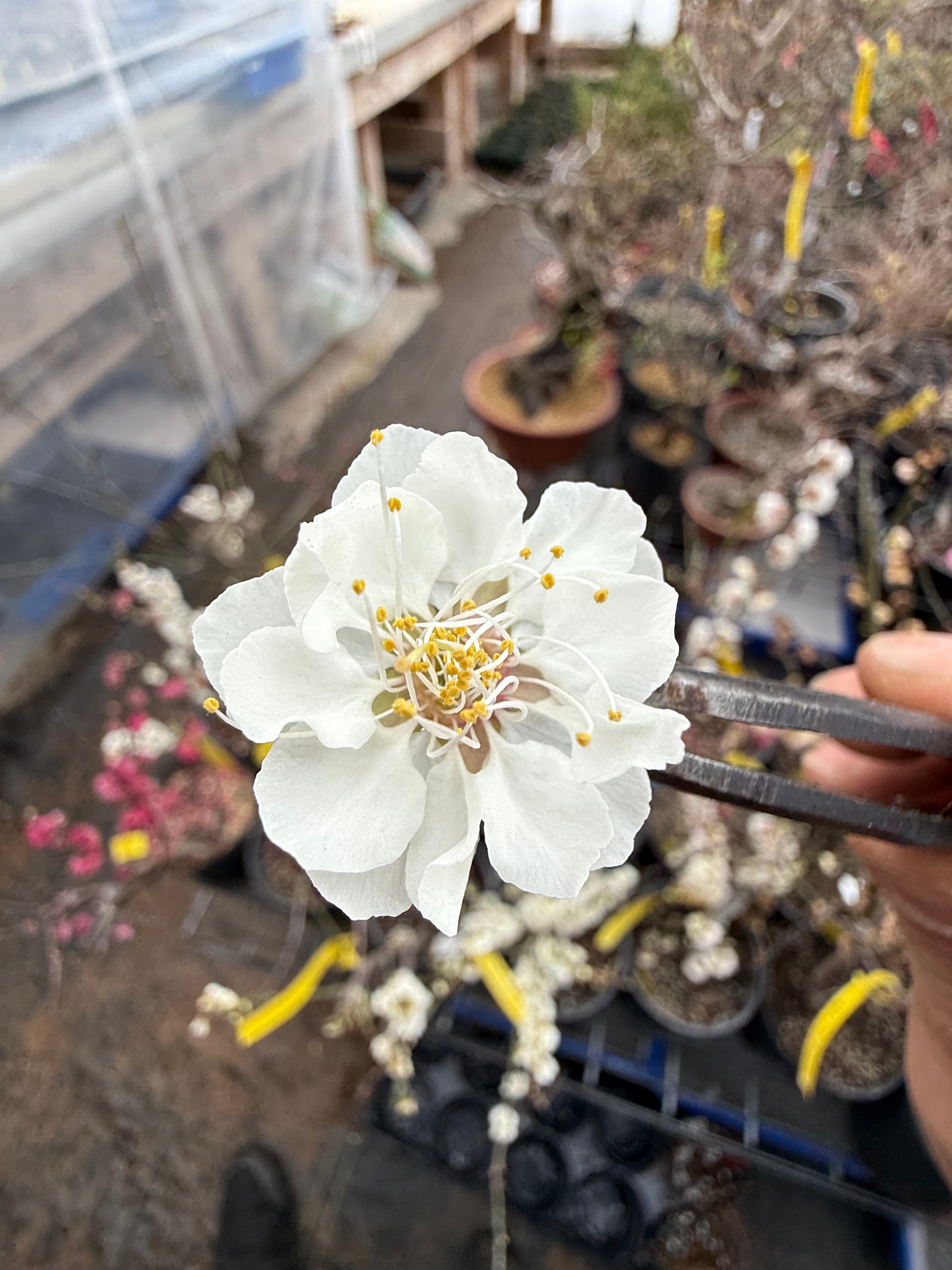 Prunus mume 'QĪNGXIĀNG YÙDIÉ'