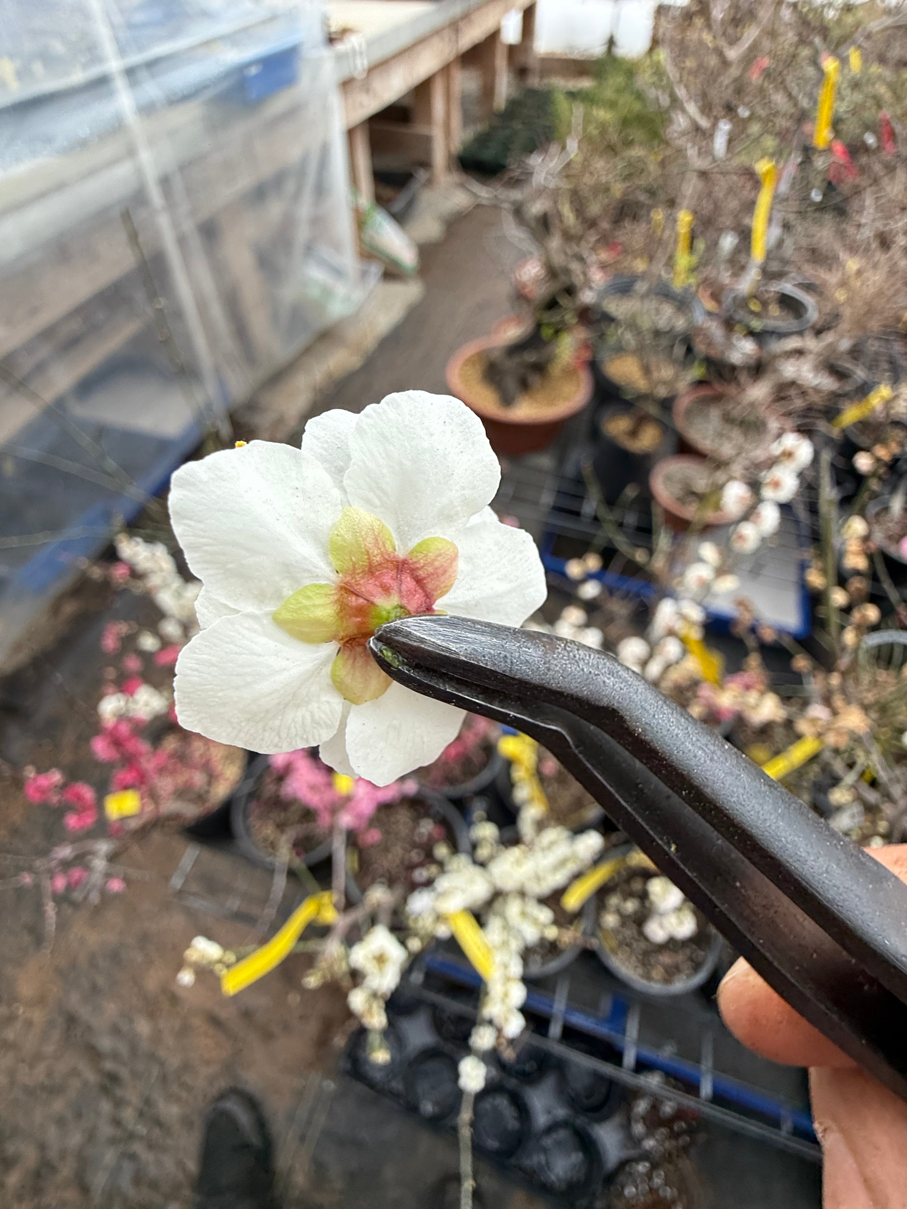 Prunus mume 'QĪNGXIĀNG YÙDIÉ'