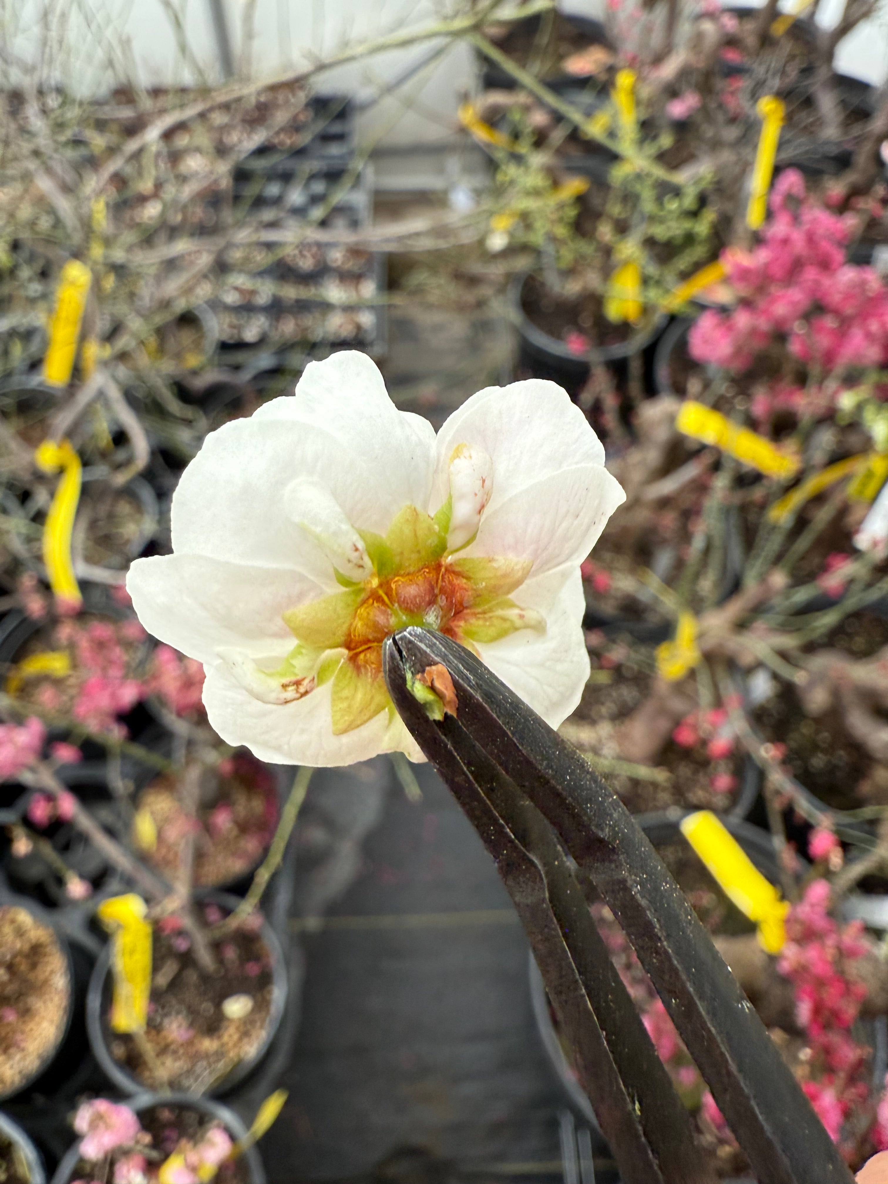 Prunus mume 'SHÀNGGUĀN WǍN'ÉR'