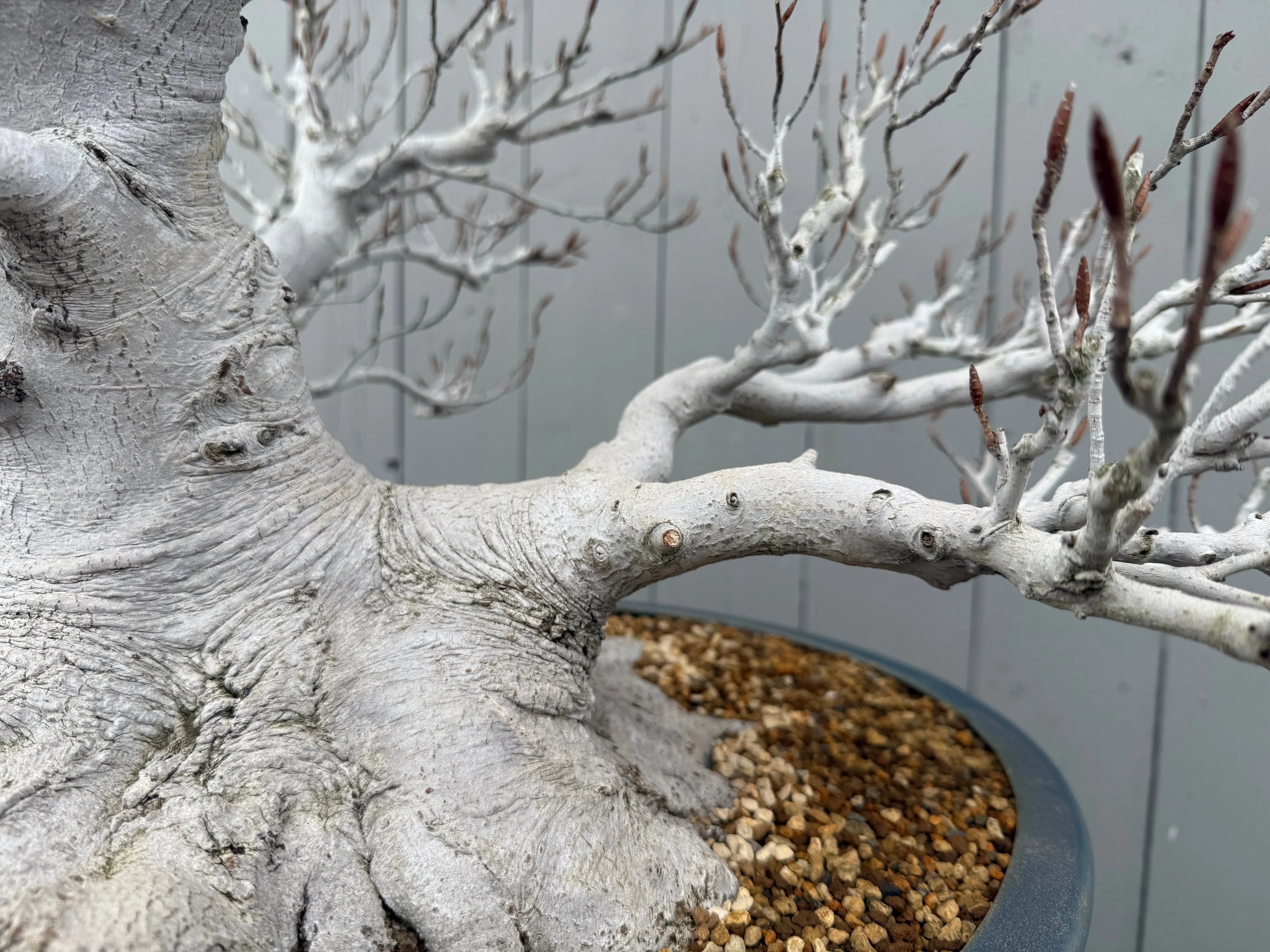 Fagus crenata Canada Bonsai