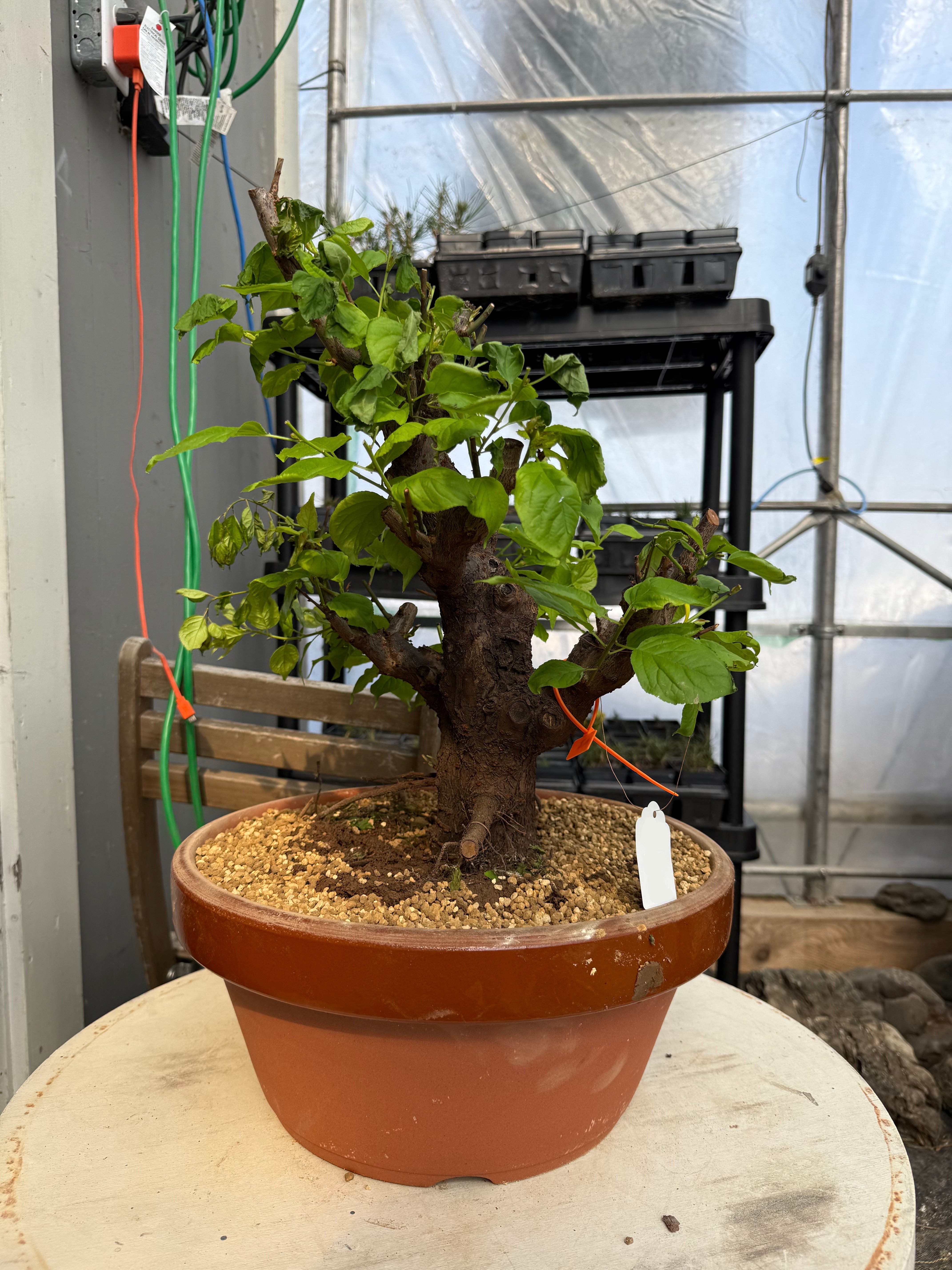 Prunus mume 'Gǔ lǐ hóng'